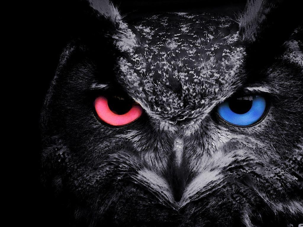 4K Owl Wallpapers - Top Free 4K Owl Backgrounds - WallpaperAccess