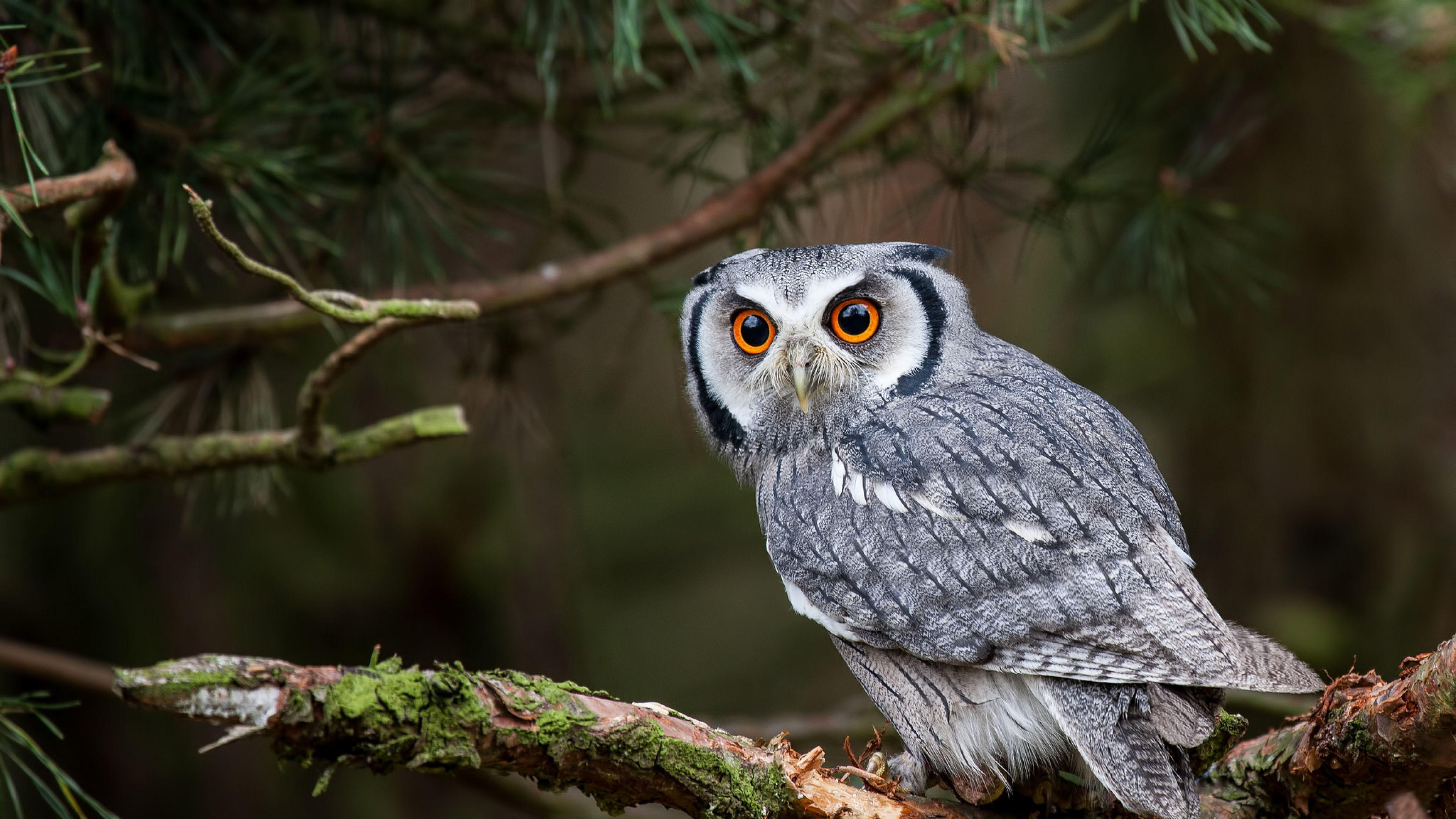 3840x2160 4K Owl Wallpaper