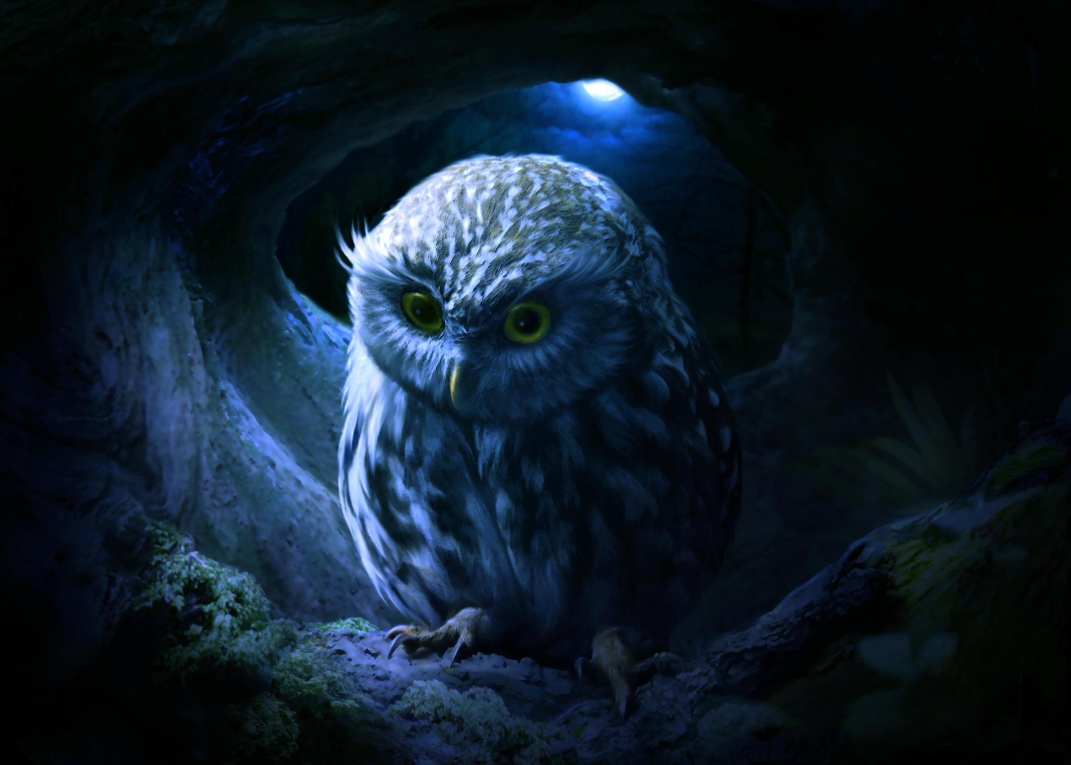 2126x1520 Little Owl Wallpaper
