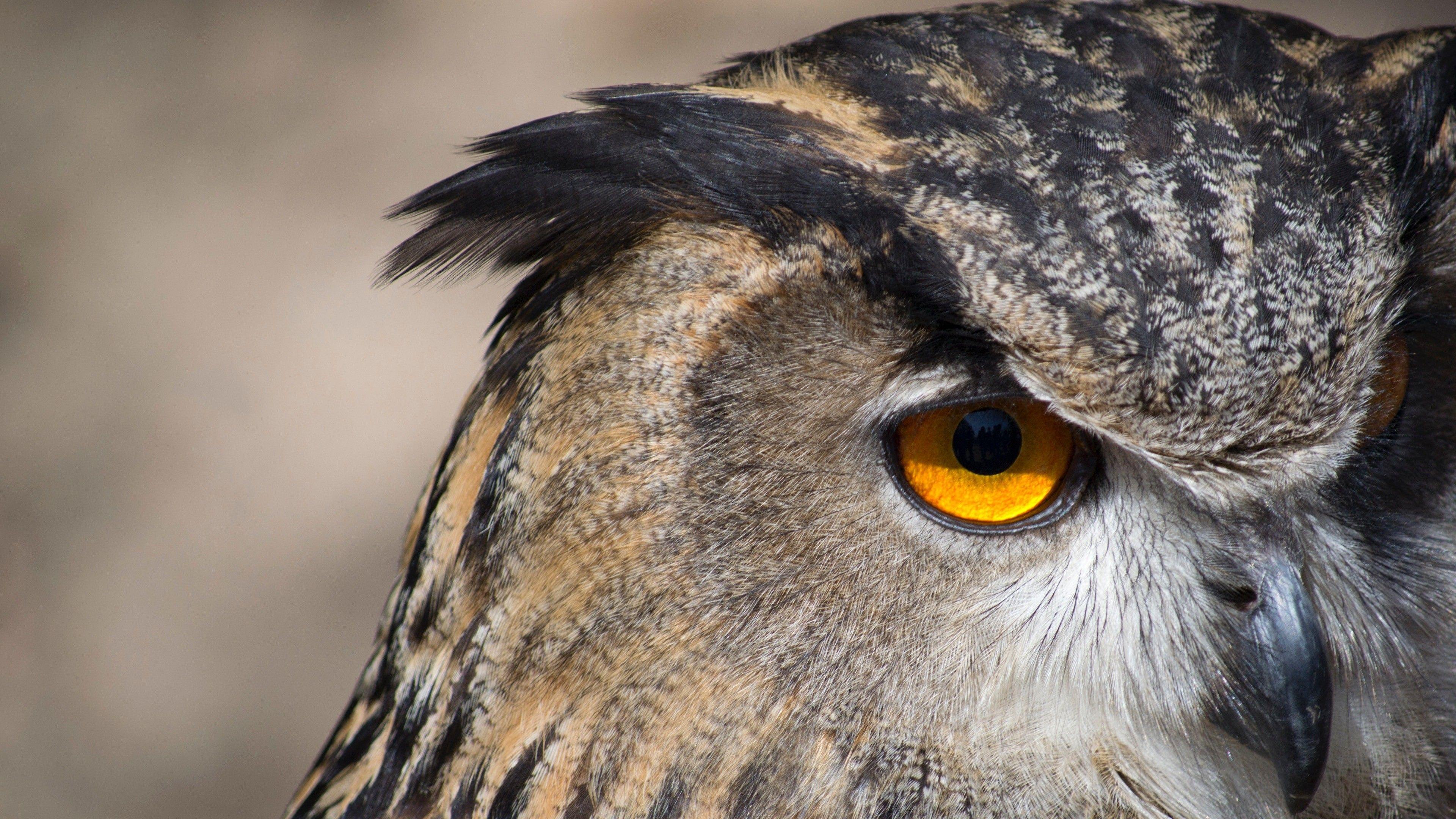 3840x2160 Amusing Owl Bird 4K Wallpaper Background