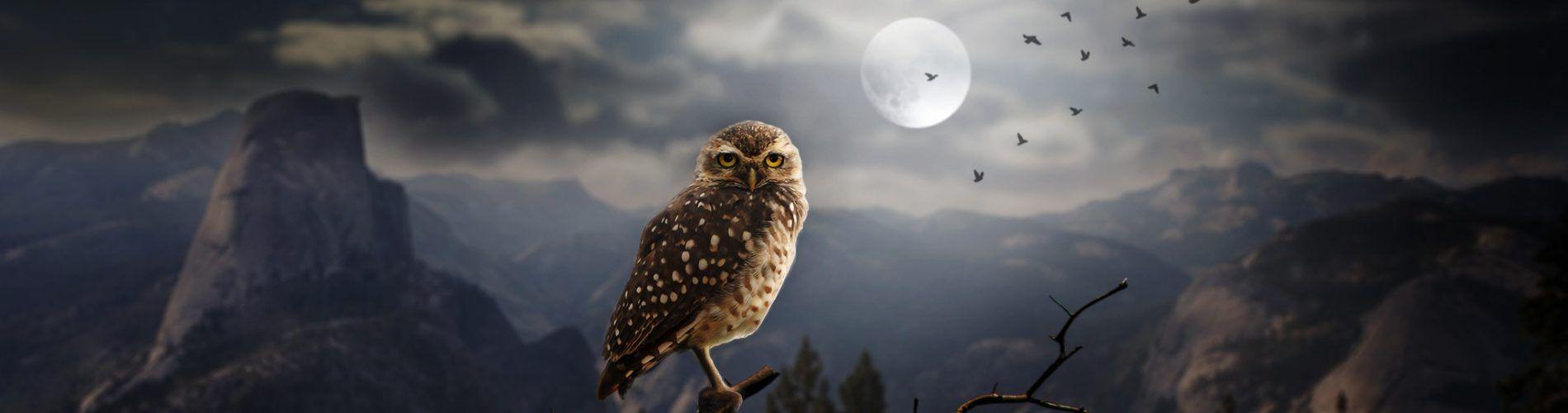 1900x500 owl wallpaperK HD WALLPAPERS