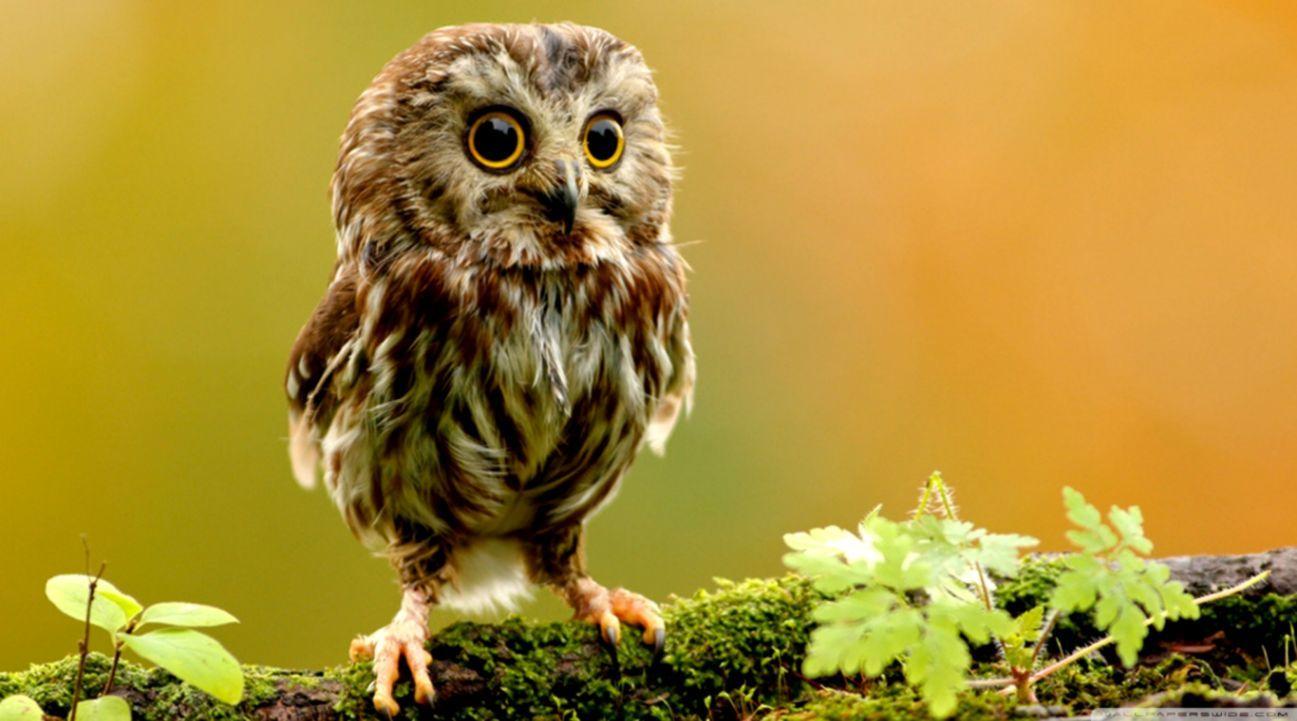 1297x721 Cute Owl ❤ 4k HD Desktop Wallpaper For 4k Ultra HD Owl In Tree Wallpaper & Background Download