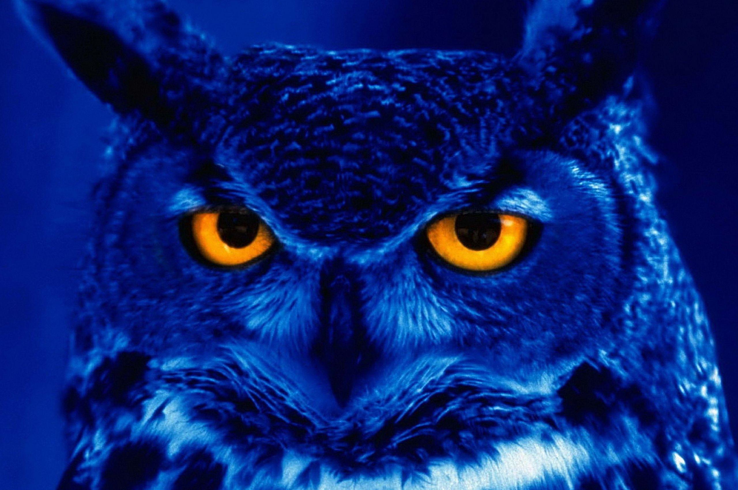 Owl 4k Wallpapers - Top Free Owl 4k Backgrounds - WallpaperAccess