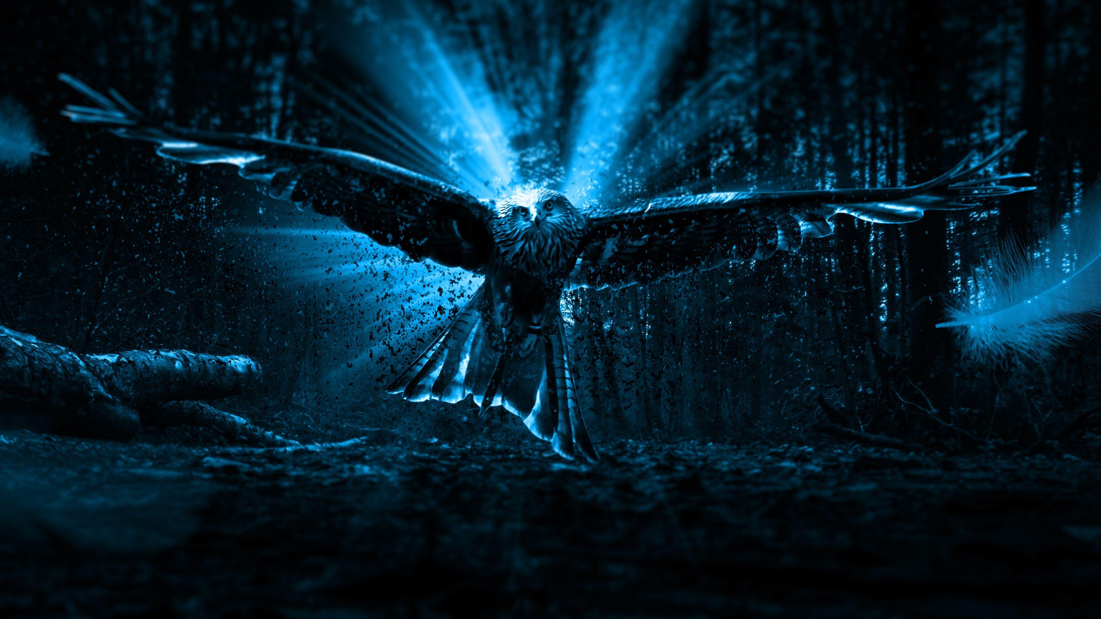 3840x2160 4K Adler Owl Wallpaper HD