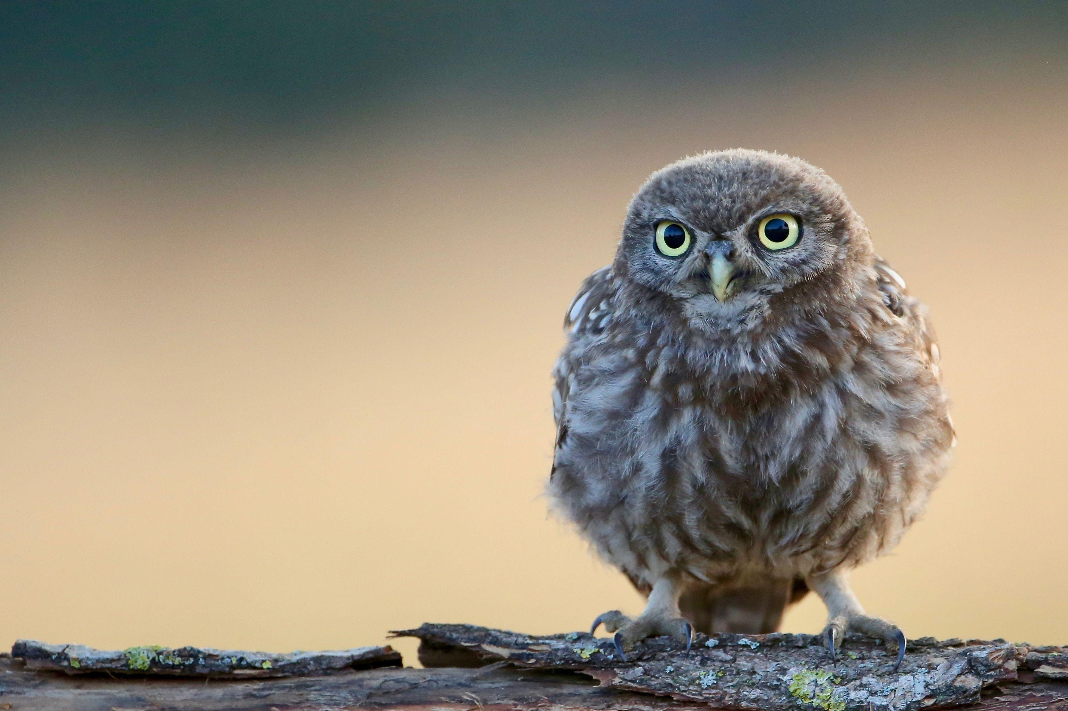 Owl 4. Карликовый Сыч. Сычик Сова Рона Уизли. Домовой Сыч. Сыч птенец.