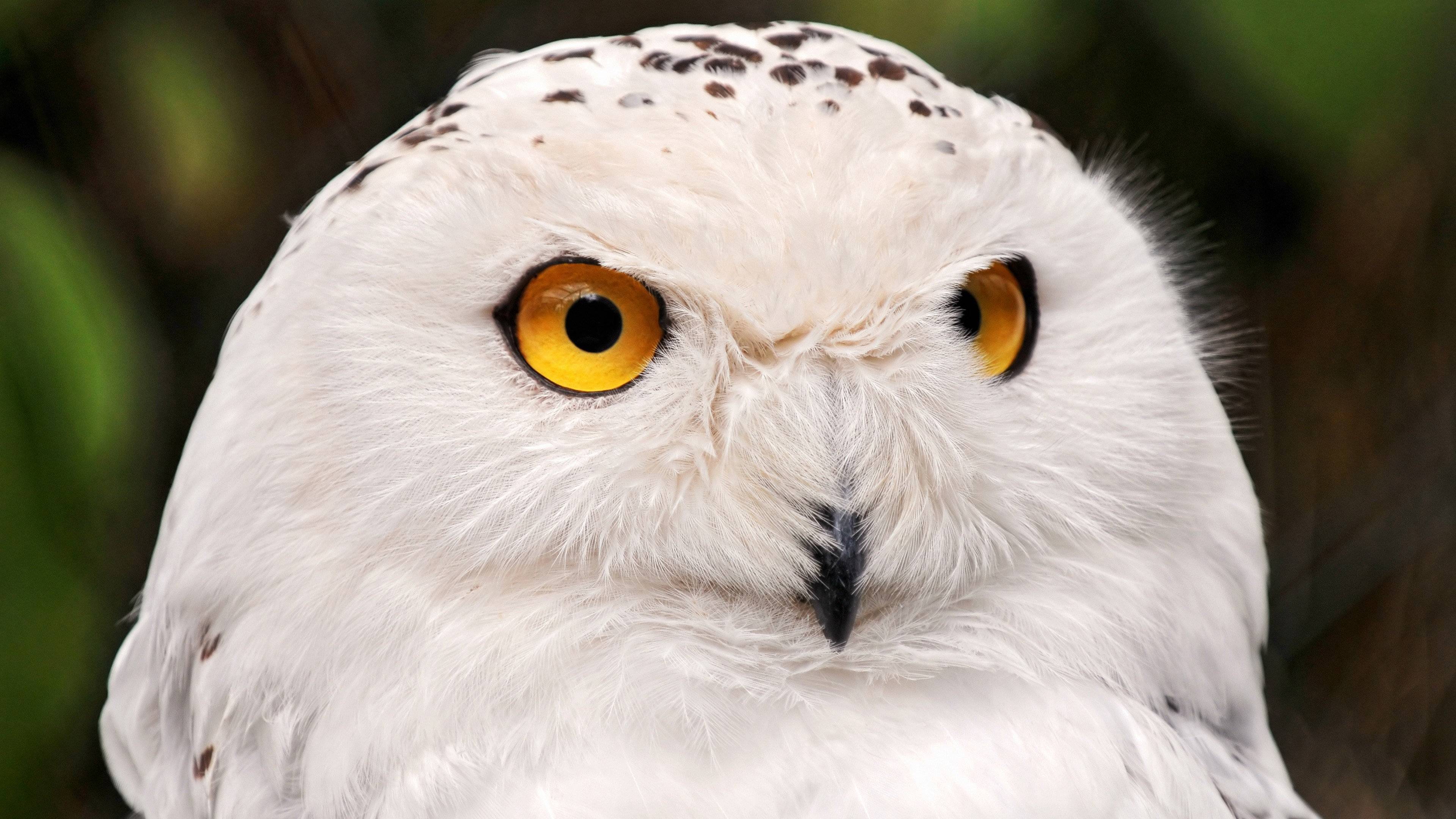 3840x2160 Snowy Owl wallpaper 3840x2160 Ultra HD 4k desktop background