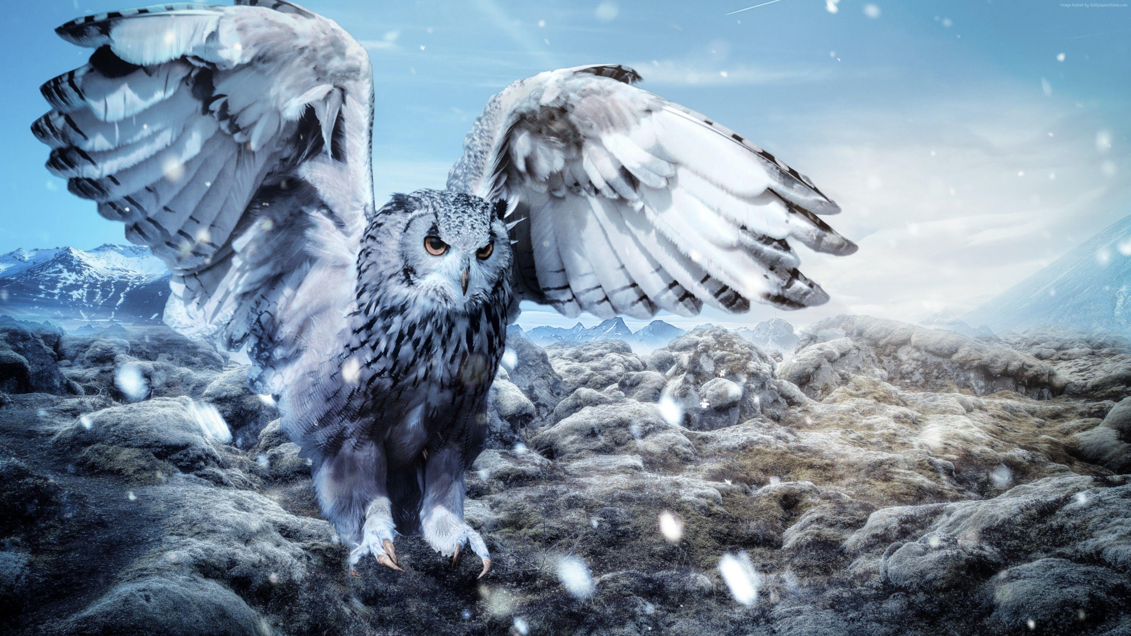 3840x2160 Wallpaper owl, mountains, snow, winter, 5k, Animals Wallpaper Download Resolution 4K Wallpaper