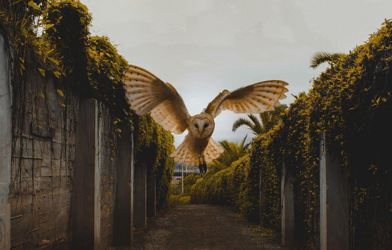 1332x850 Wallpaper animals, bird, flight, wings, birds, fly, blur, look, owl, stare, 4k ultra HD background image for desktop, section животные