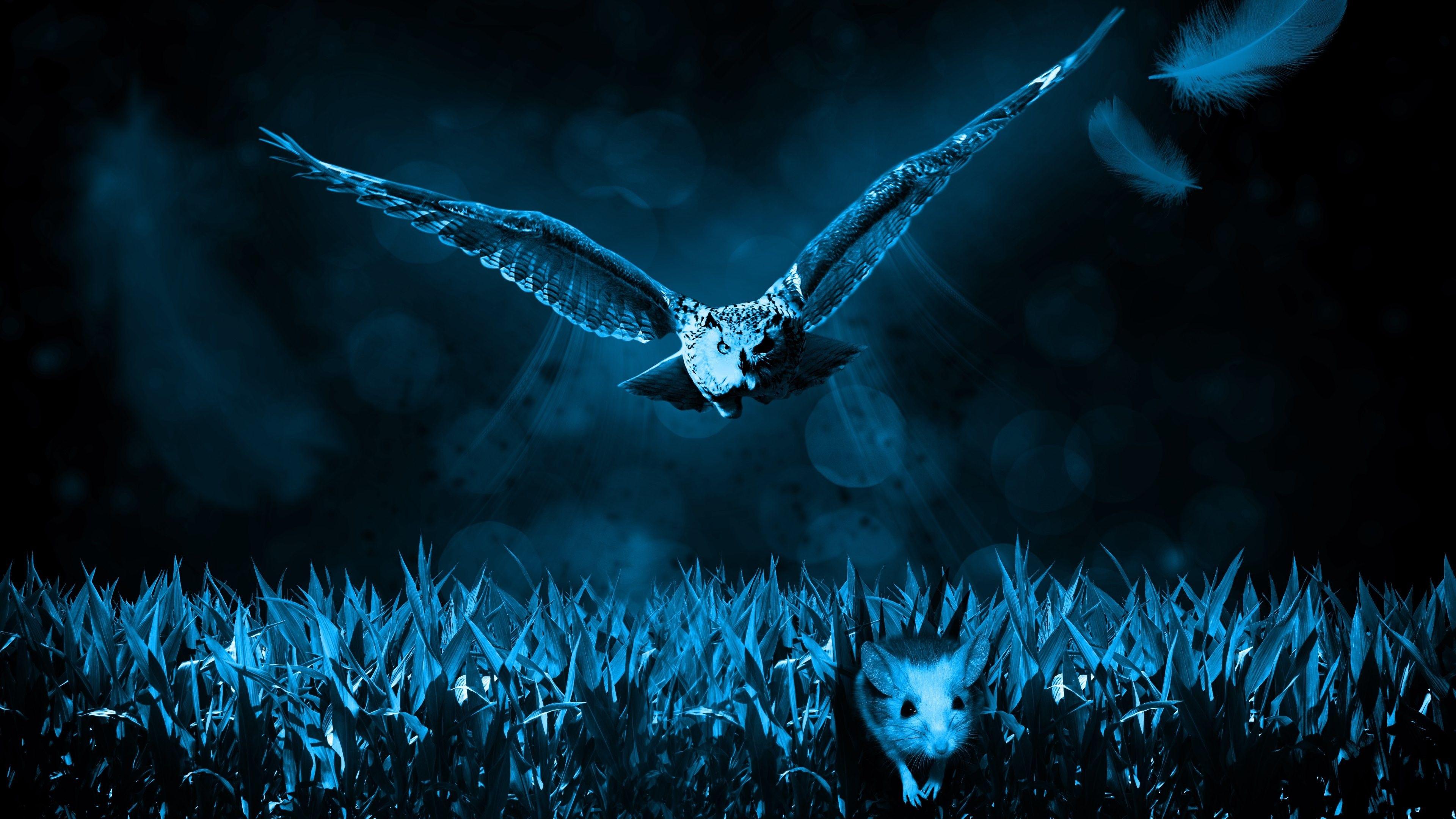 3840x2160 4k Owl Wallpaper 4k Tapety 4k
