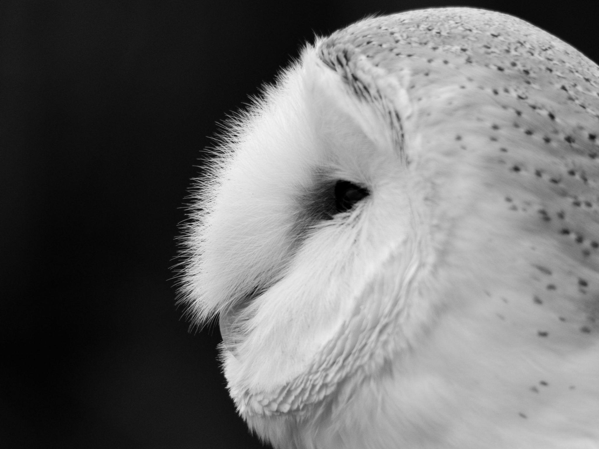 2048x1536 Hdwallpaper87.com Closeup White Barn Owl Desktop Wallpaper. Free Closeup White Barn Owl Phone Background Image