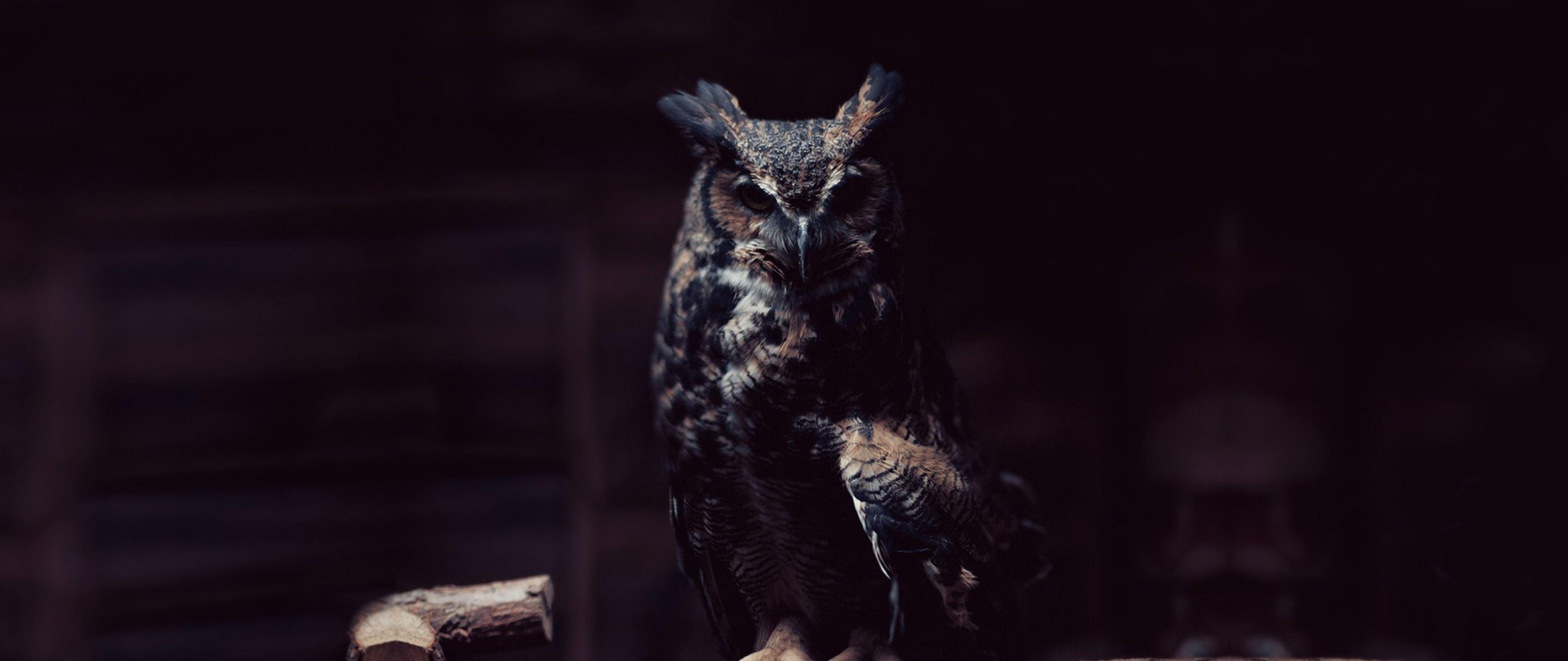 5120x2160 Owl HD Wallpaper 4K Ultra HD Wide TV