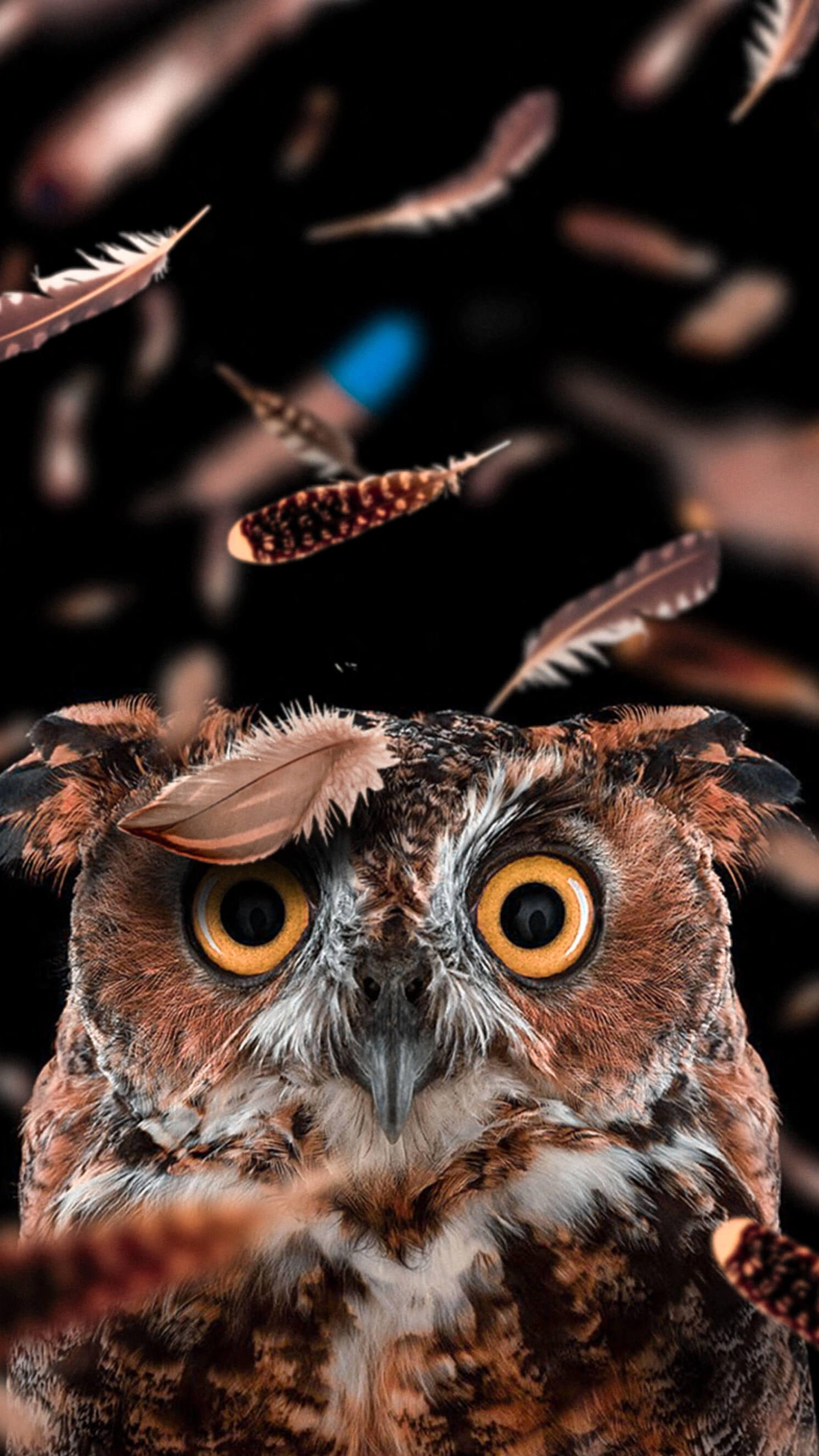 2160x3840 Owl Wallpaper iPhone Free HD Wallpaper