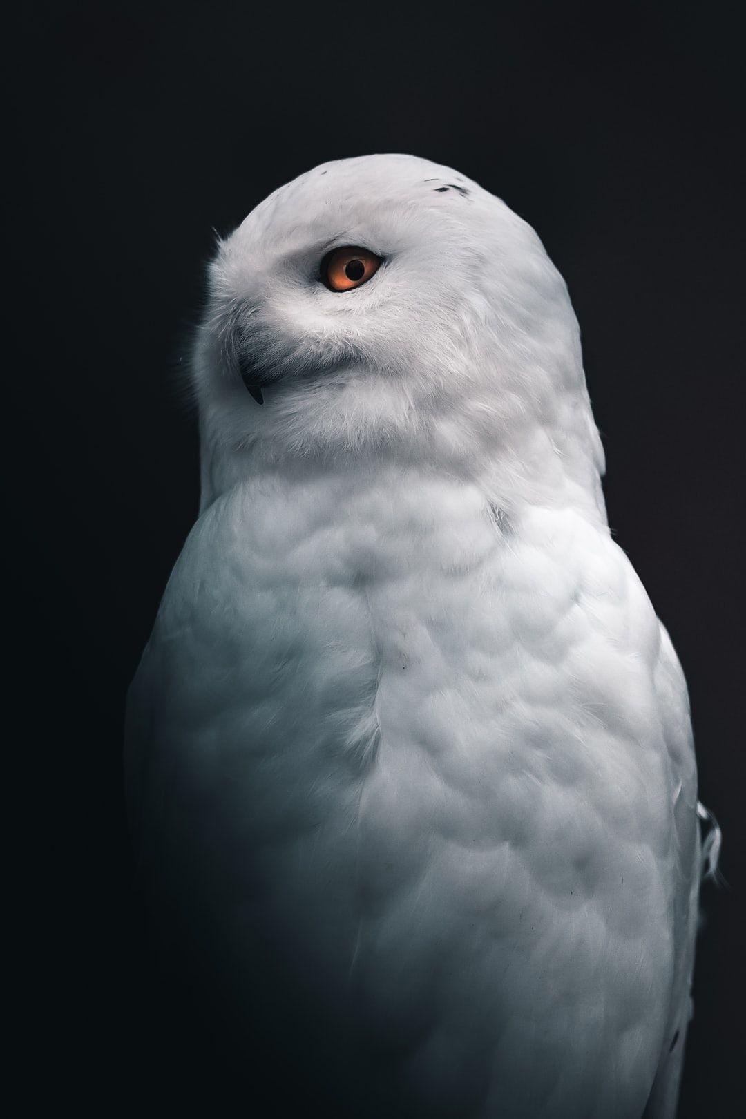 1080x1620 Owl Wallpaper: Free HD Download [HQ]