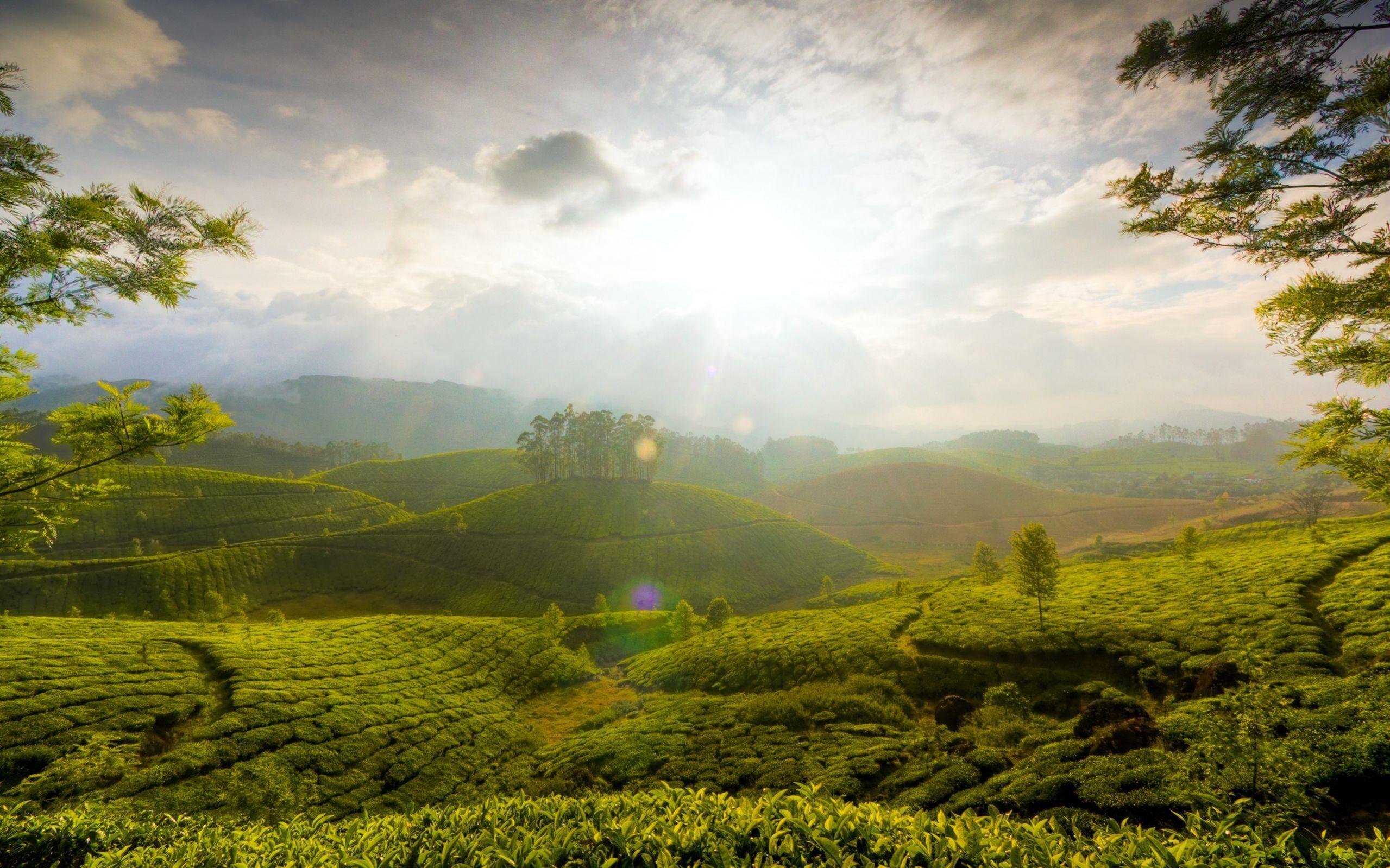 2559x1599 Munnar Wallpaper