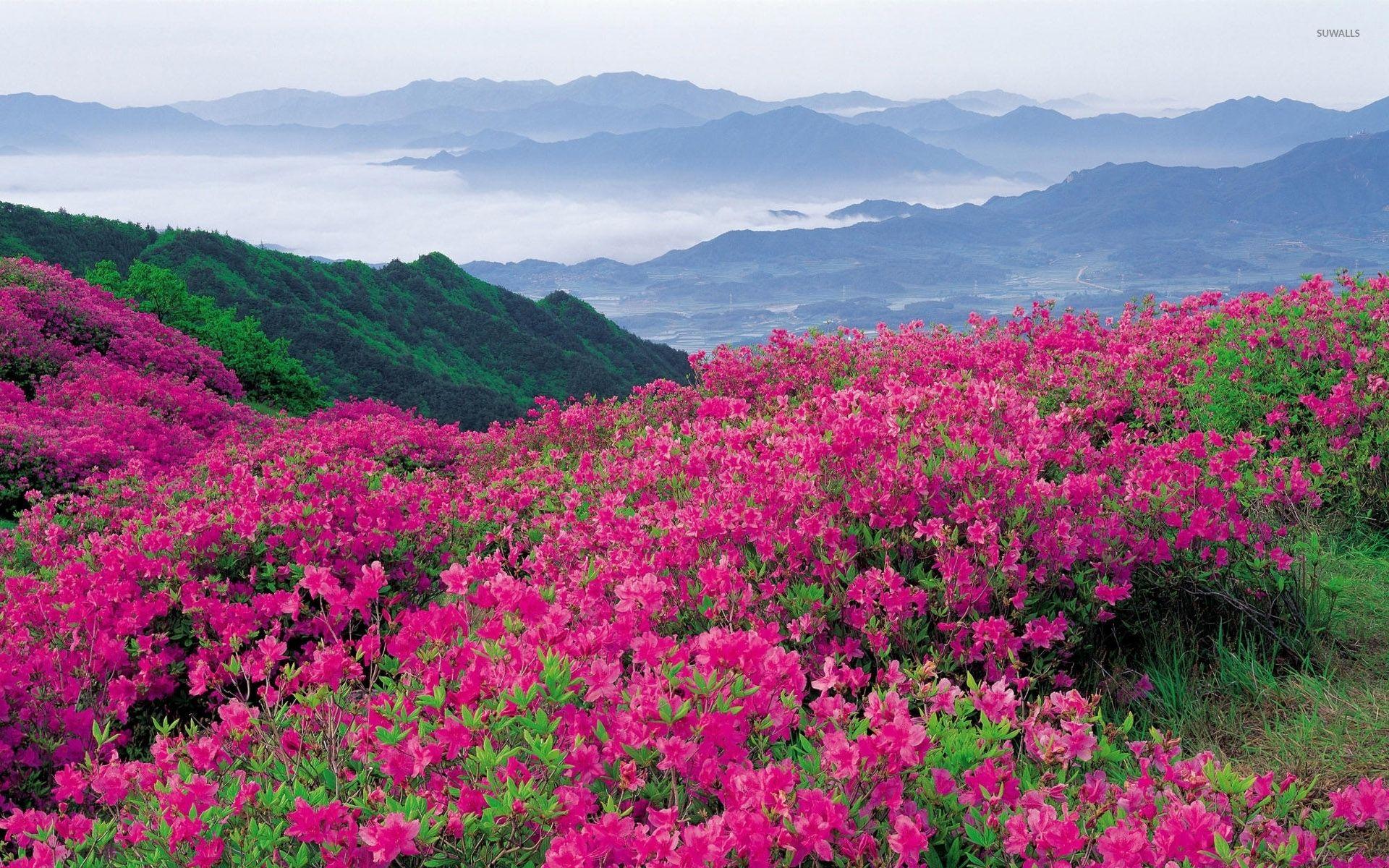 1920x1200 Amazing pink flowers on the hill wallpaper wallpaper