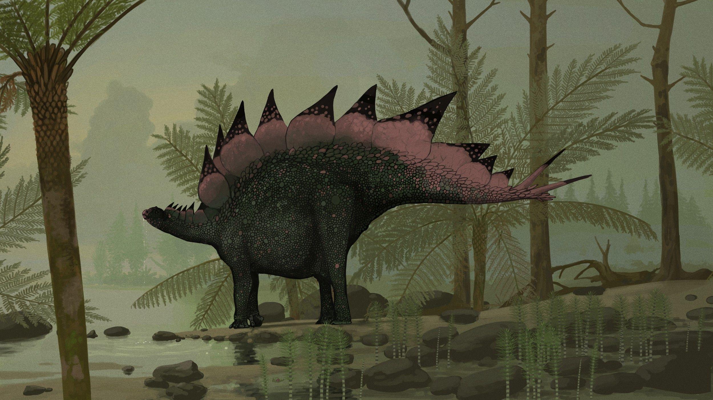 old stegosaurus