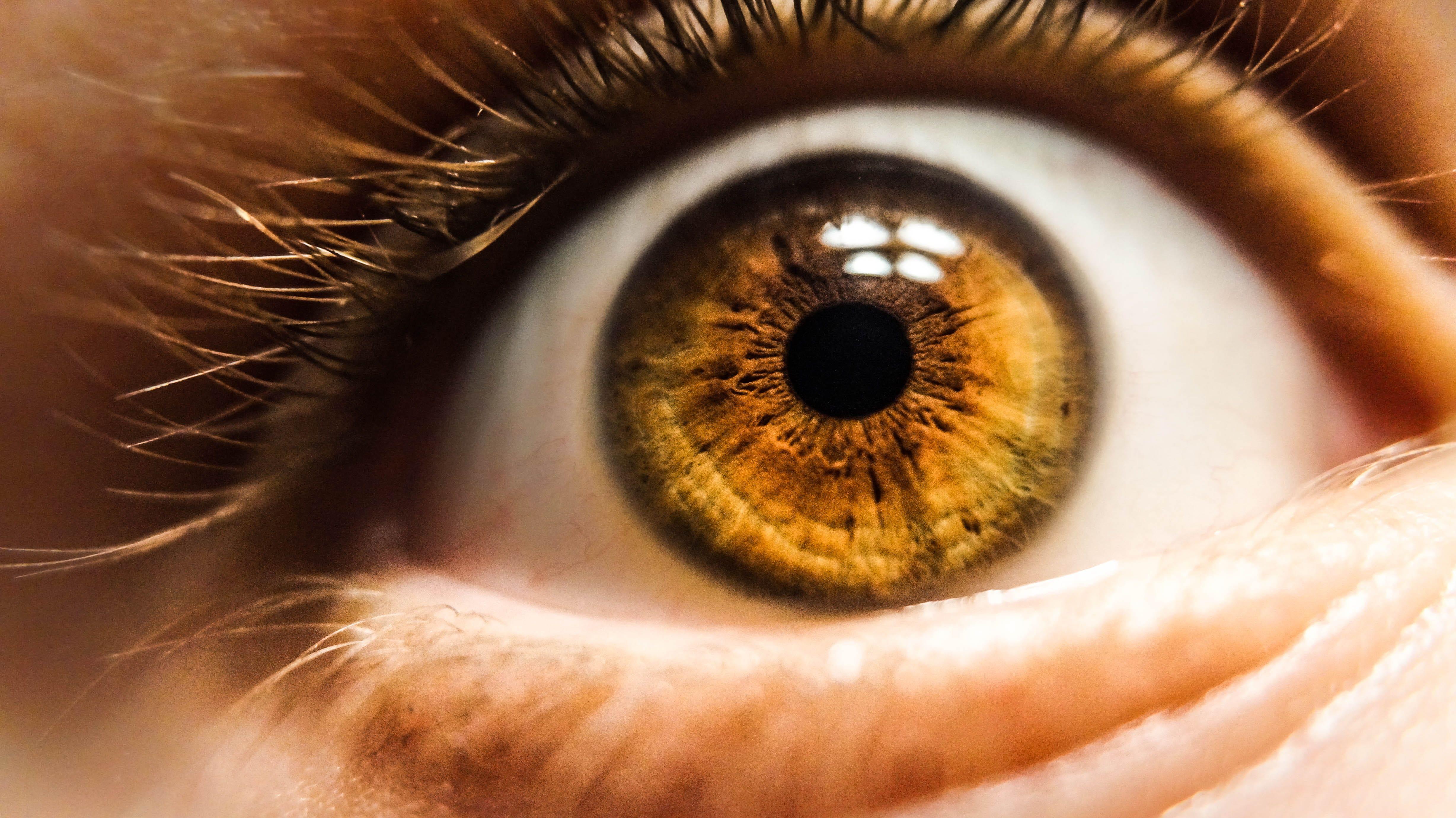 4912x2760 brown eyed human contact lens #photo #photography #iris #eyelash #eye #retina #cat #animal #pet #mammal #skin. Stock image free, Picture image, Eye photography