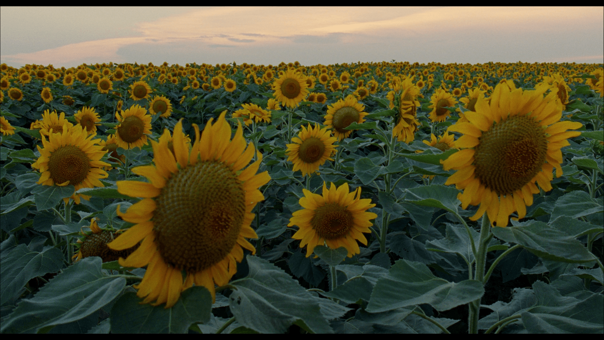 Terrence Malick Wallpapers - Top Free Terrence Malick Backgrounds