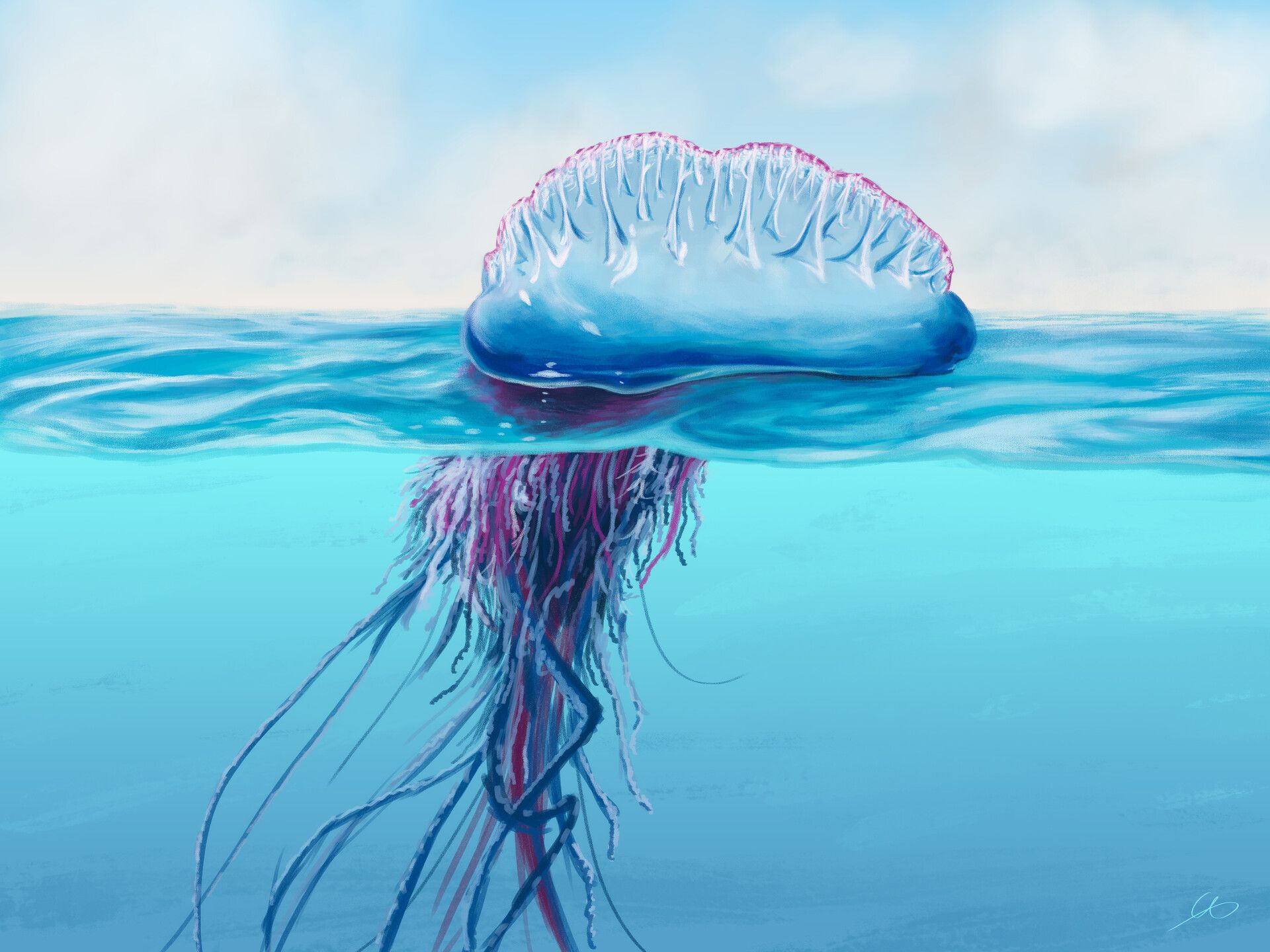 1920x1440 Portuguese man o' war