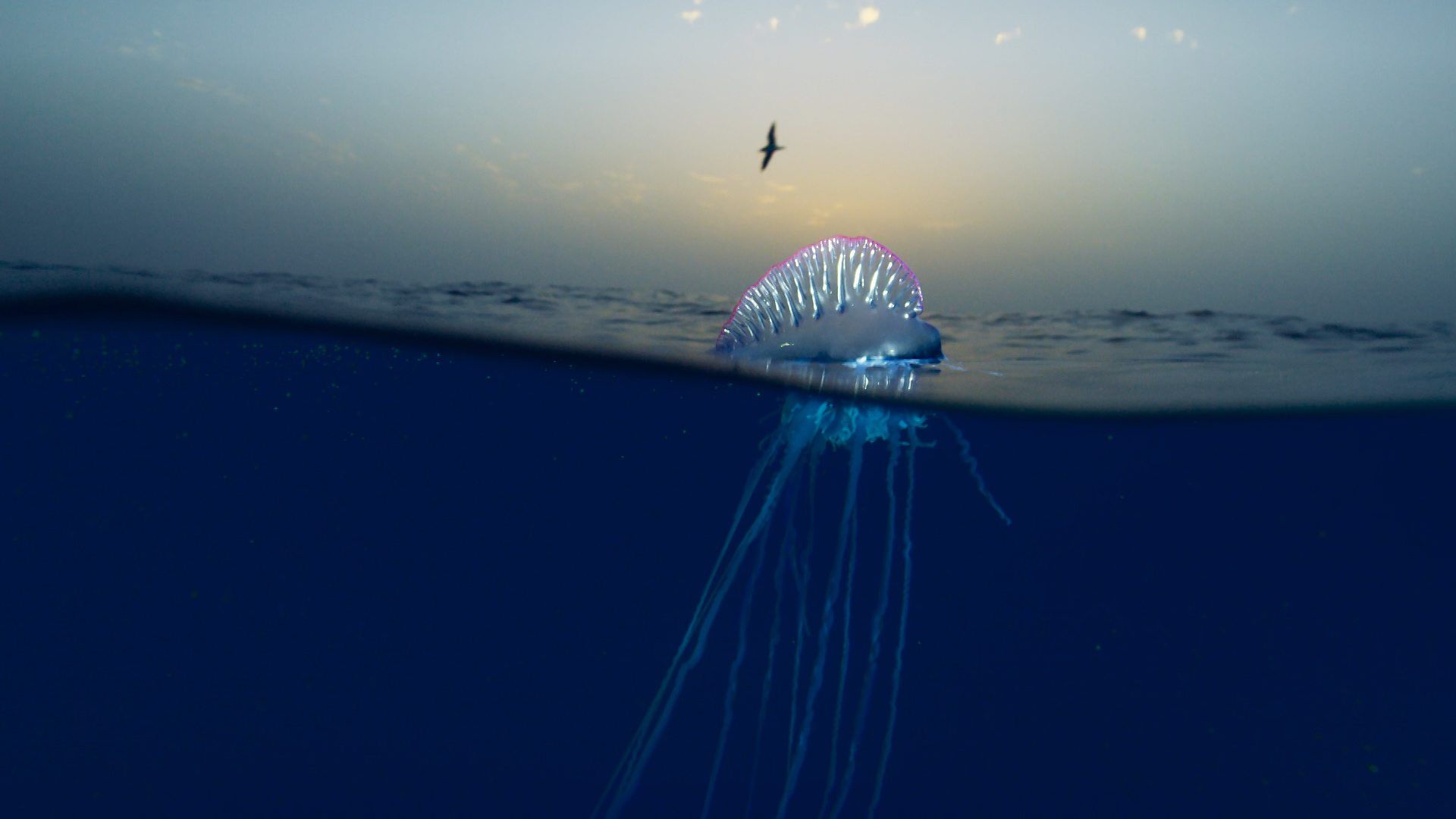 1920x1080 BBC One Planet II Portuguese man o'war pain to film