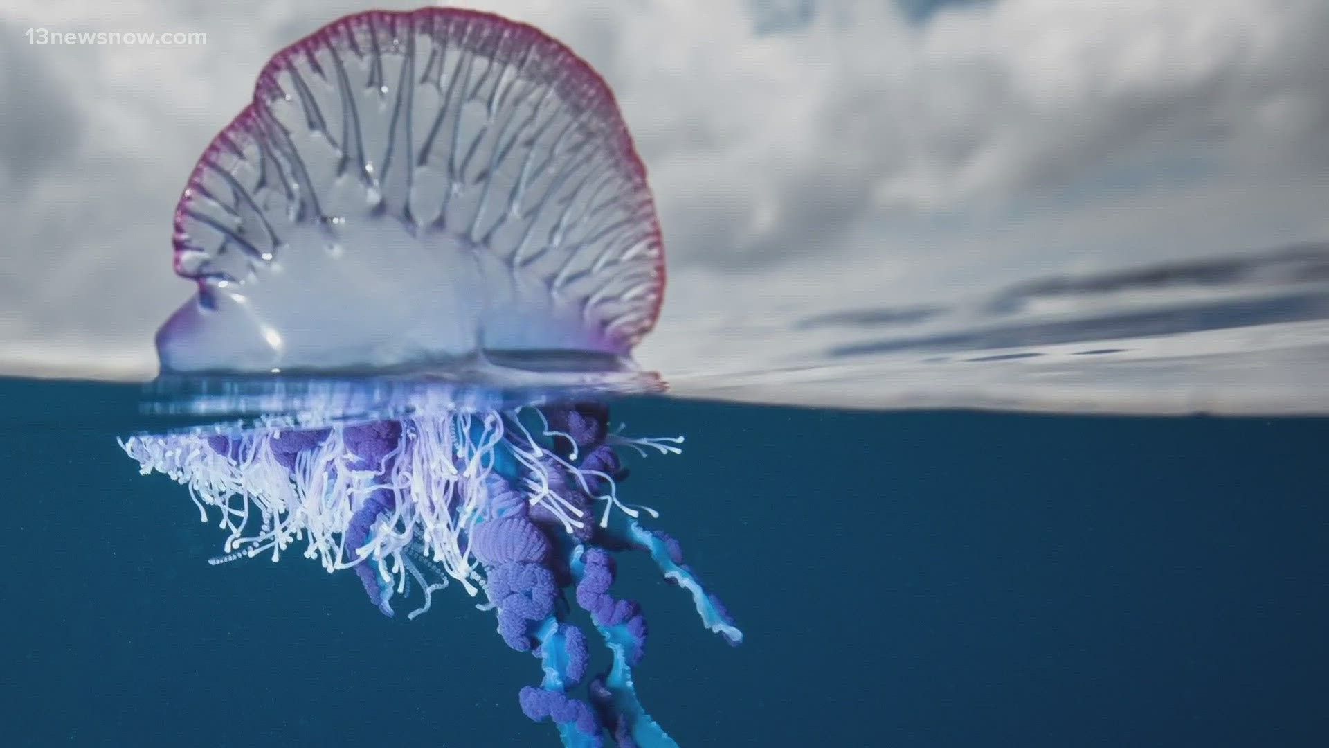 1920x1080 Portuguese Man O'War sea creatures washing up on area beaches