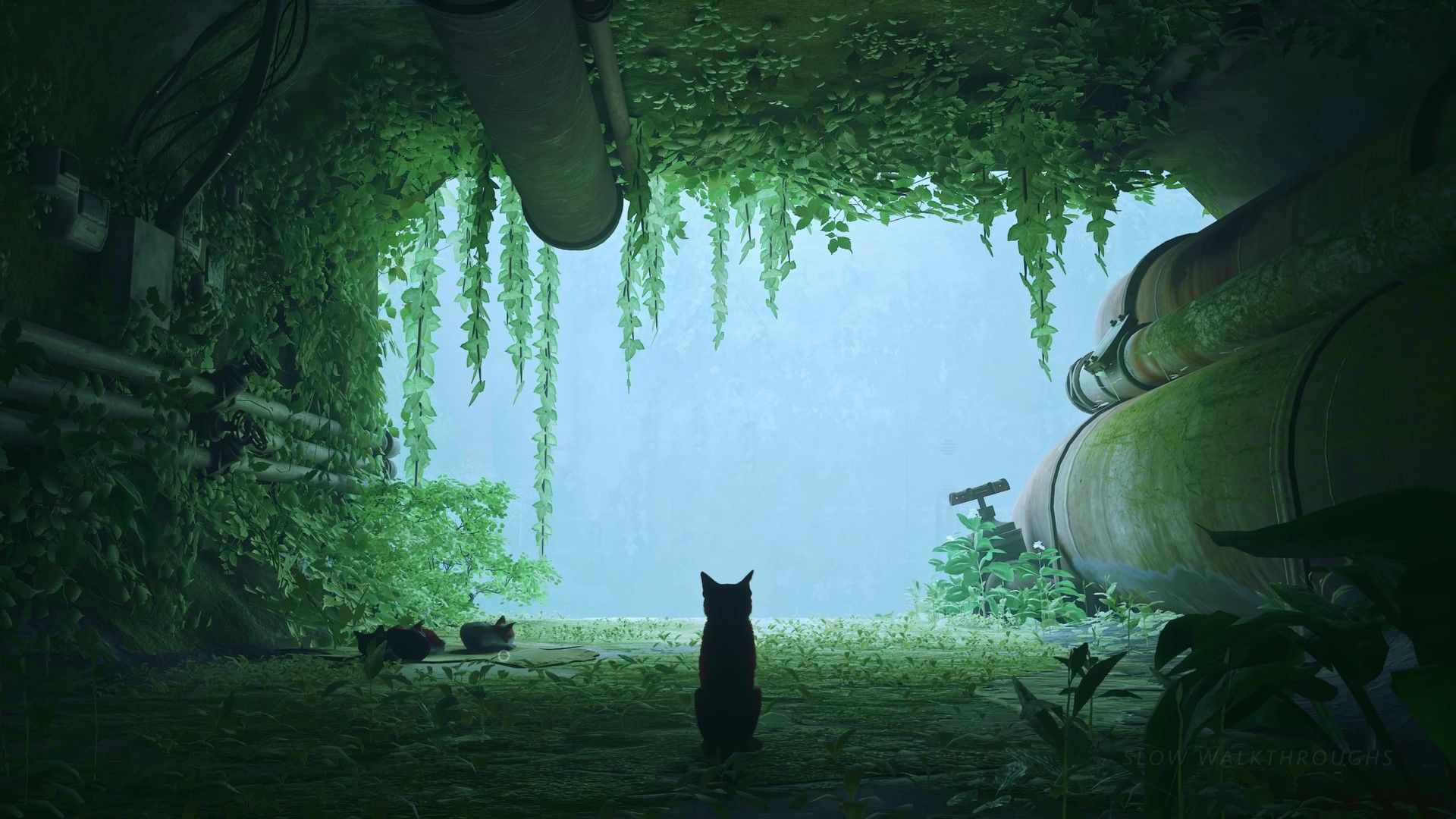1920x1080 Stray Live Wallpaper, Animated Wallpaper