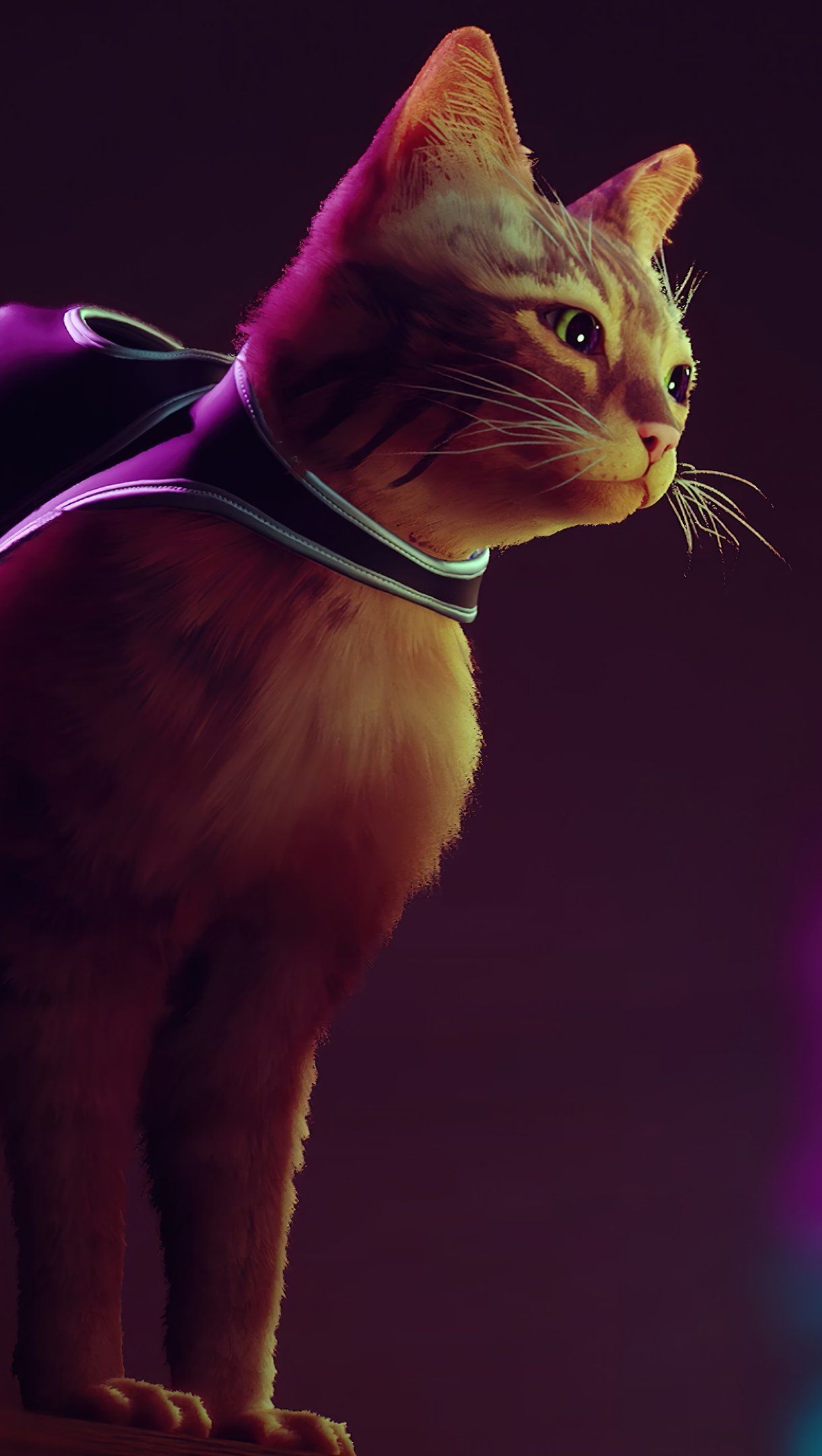 1220x2160 Stray Cat Game Wallpaper 4K for iPhone and Mobile Phone