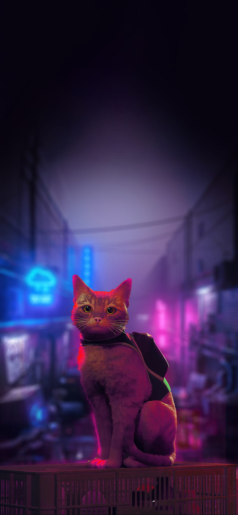 800x1732 Stray game iphone, HD phone wallpaper