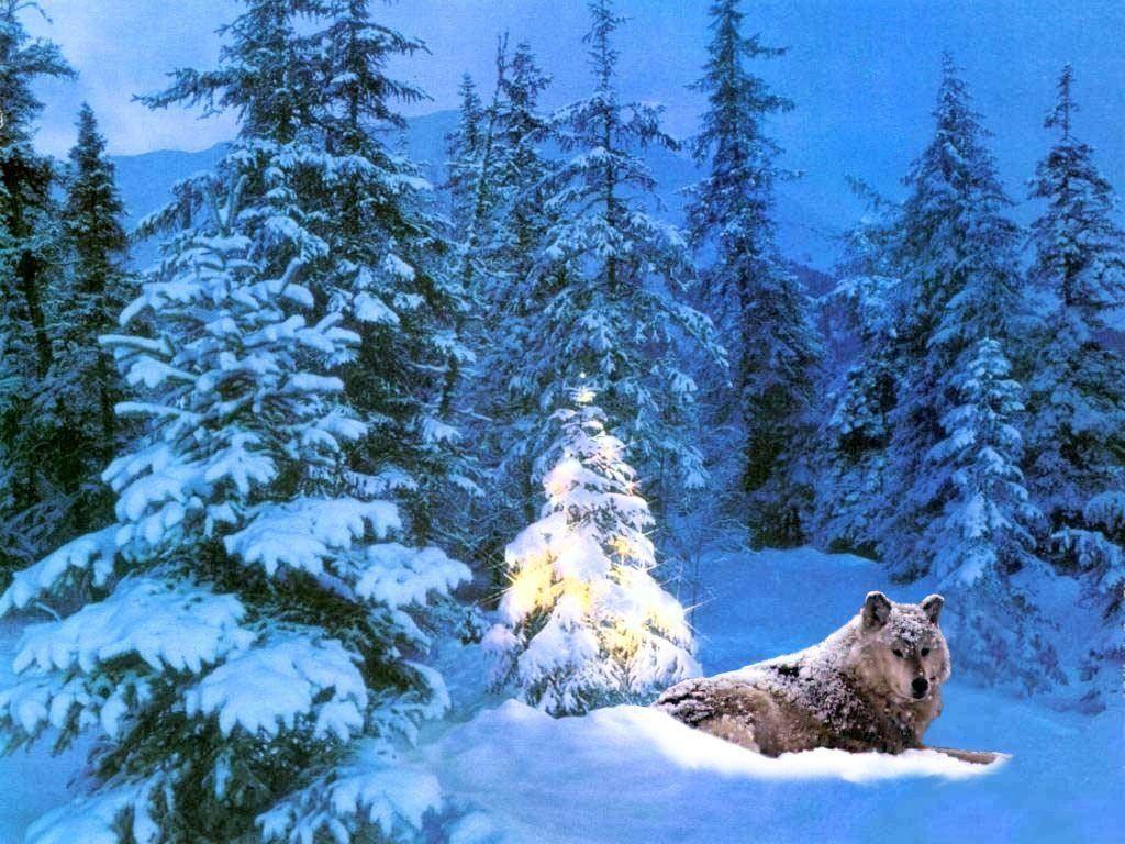 1024x768 winter wolf. Christmas desktop wallpaper, Animal wallpaper, Christmas live wallpaper