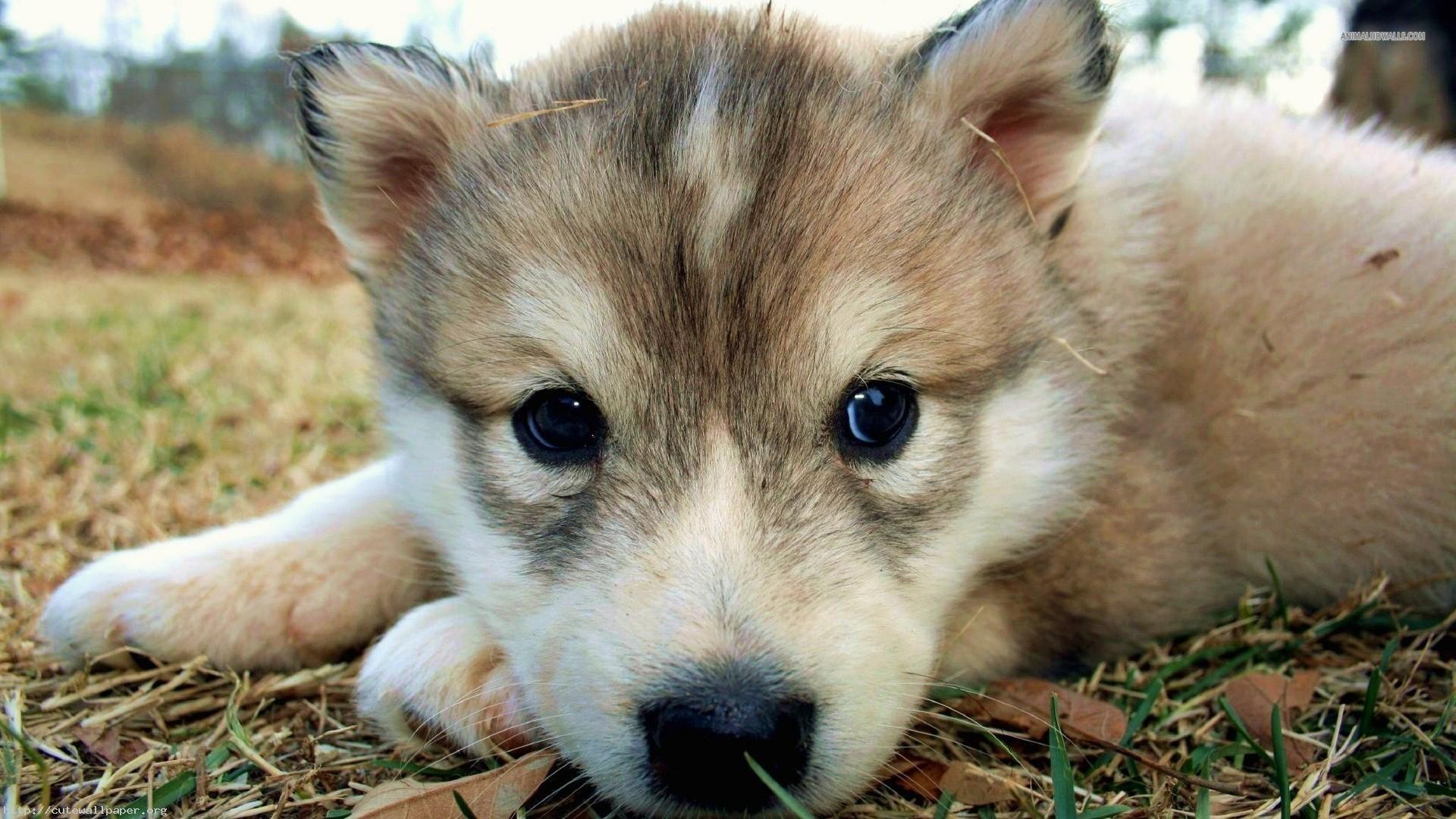 Cute wolf pup, dog, canine, chibi animal