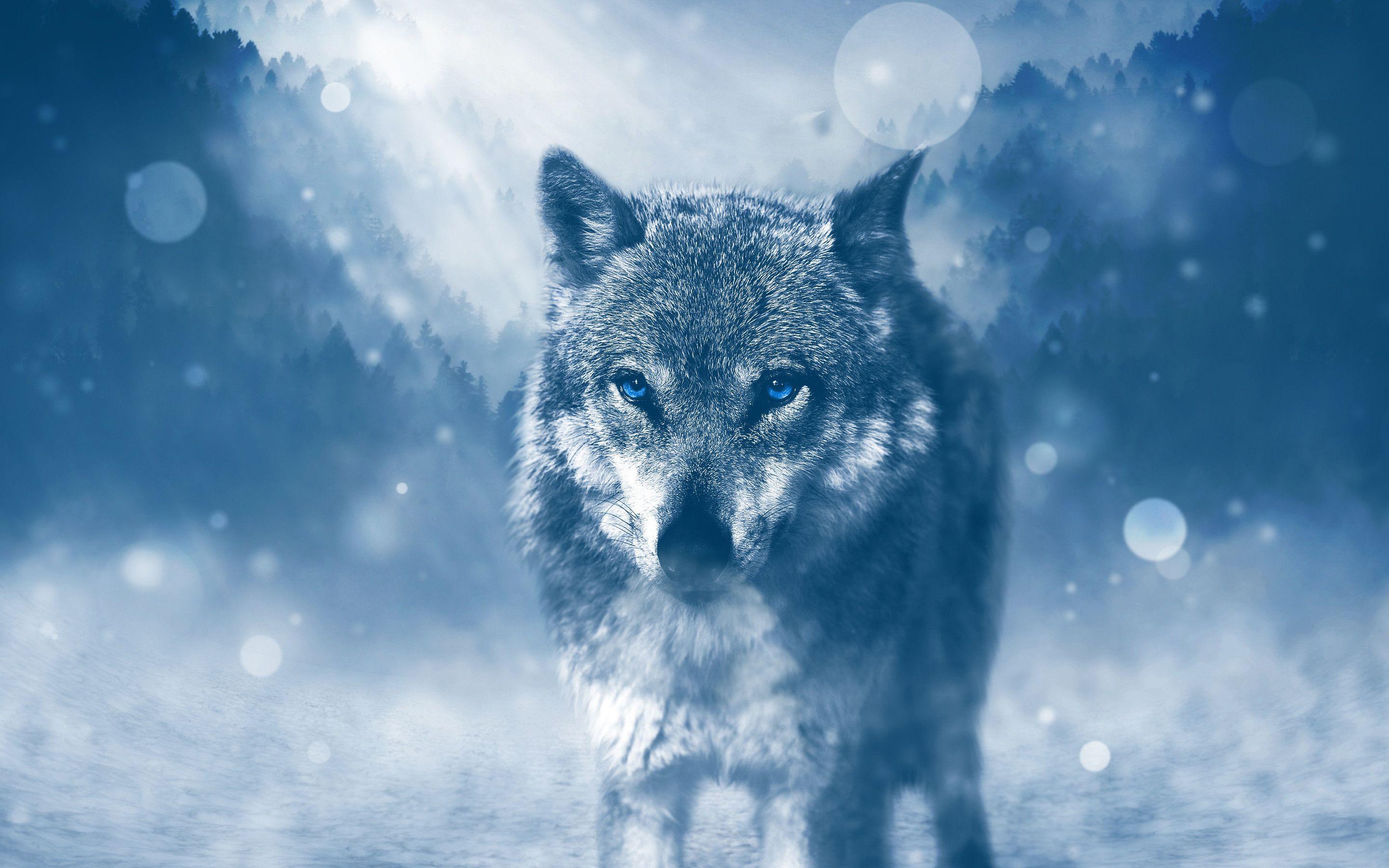 2880x1800 Wild Wolf 4k Data Src Wallpaper 4k