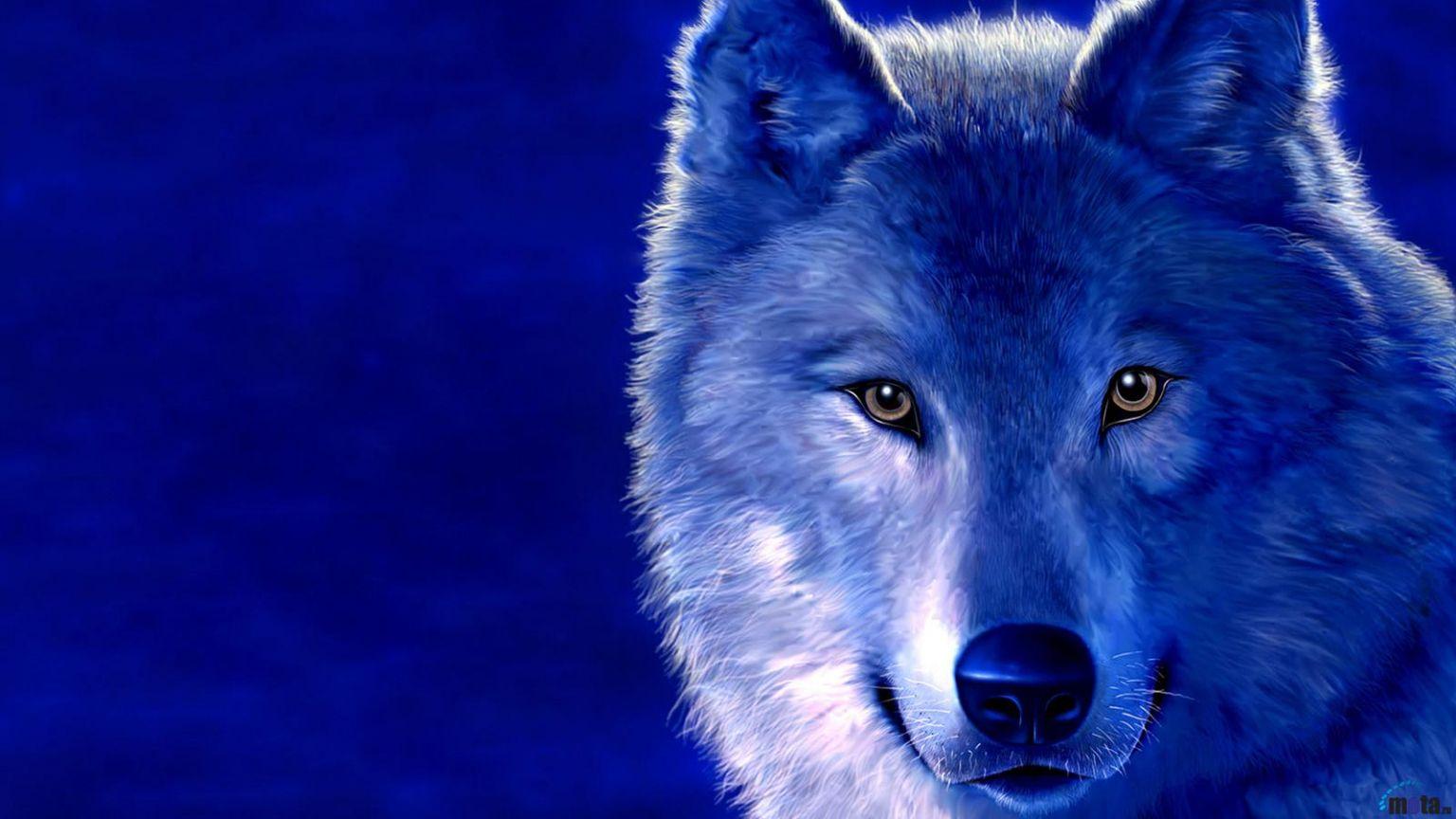 1536x864 Free download Download Wallpaper Wolf 1600 x 900 widescreen Desktop wallpaper [1600x900] for your Desktop, Mobile & Tablet. Explore Wolf Christmas Wallpaper. Wolf Wallpaper, Wolf Image Free Wallpaper, Tribal Wolf Wallpaper