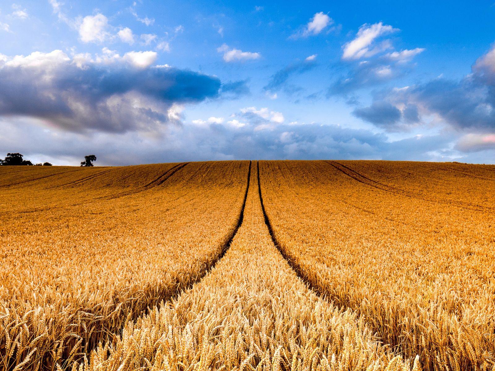 1600x1200 Hilly Wheat Field Trails Sky desktop PC and Mac wallpaper