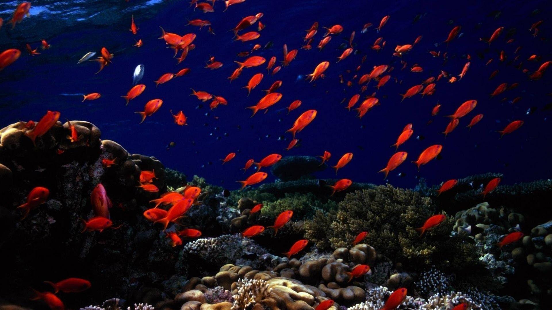 1920x1080 Underwater HD Wallpaper