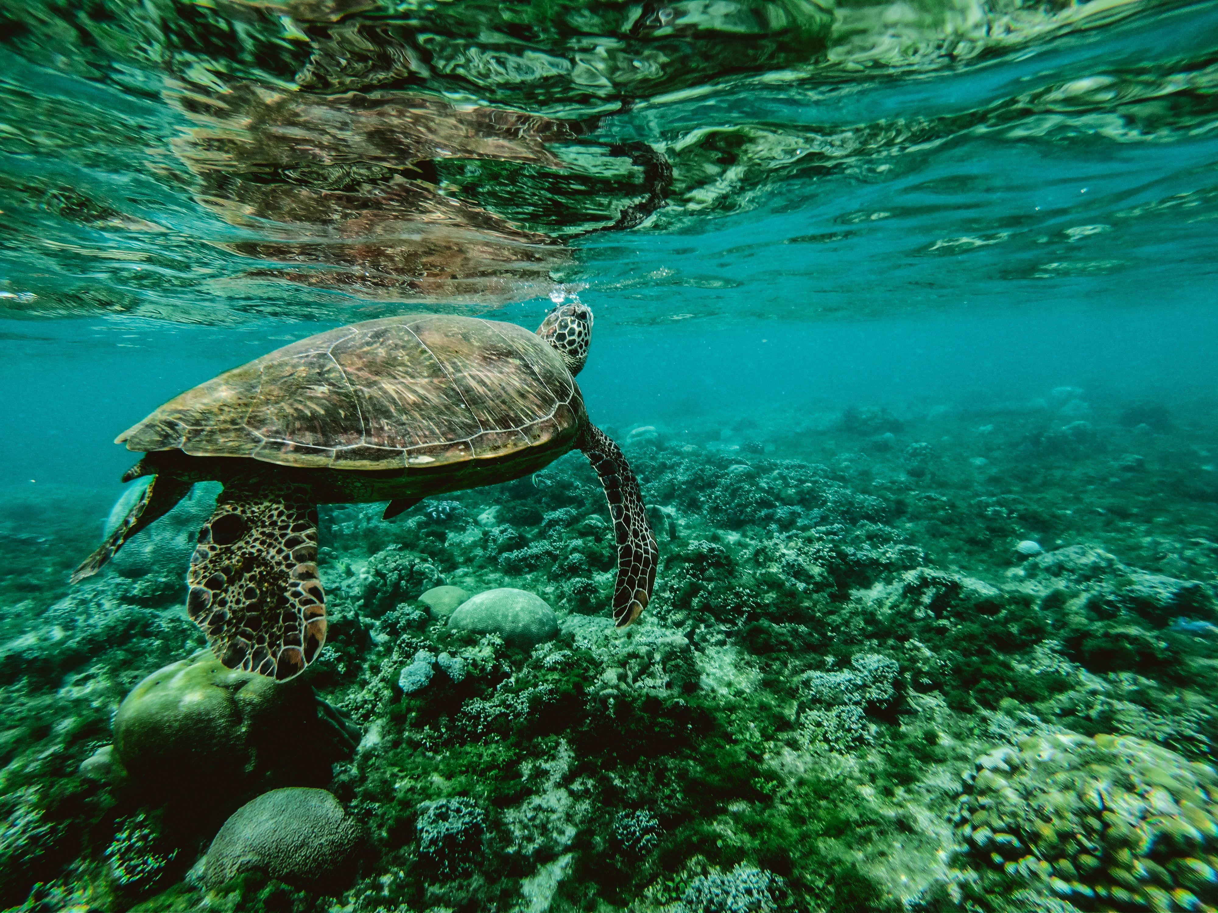 4000x3000 Turtle Underwater Laptop Full HD 1080P HD 4k Wallpaper, Image, Background, Photo and Picture