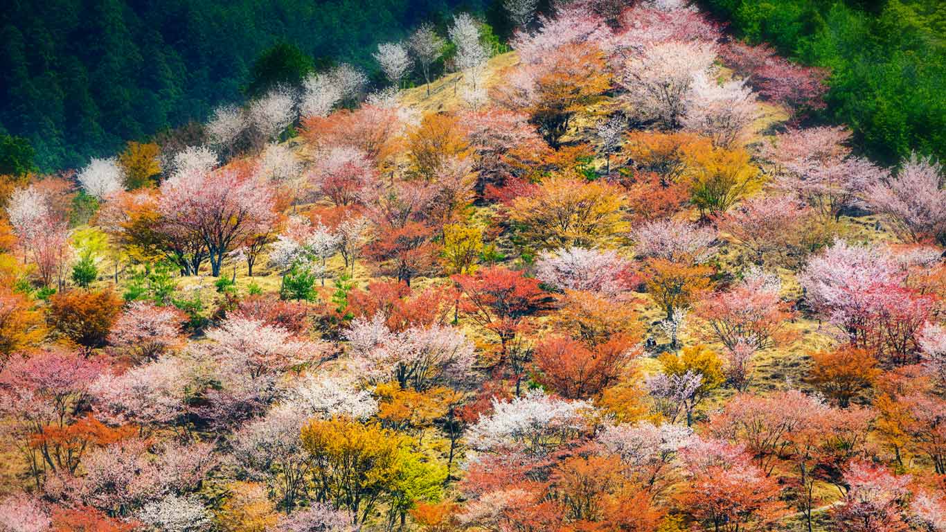 1366x768 Mount Yoshino Wallpaper. Amount Wallpaper, Mount Fuji Wallpaper and Moose Mount Rainier Wallpaper
