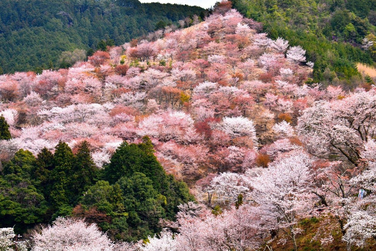 Mount Yoshino Wallpapers - Top Free Mount Yoshino Backgrounds ...