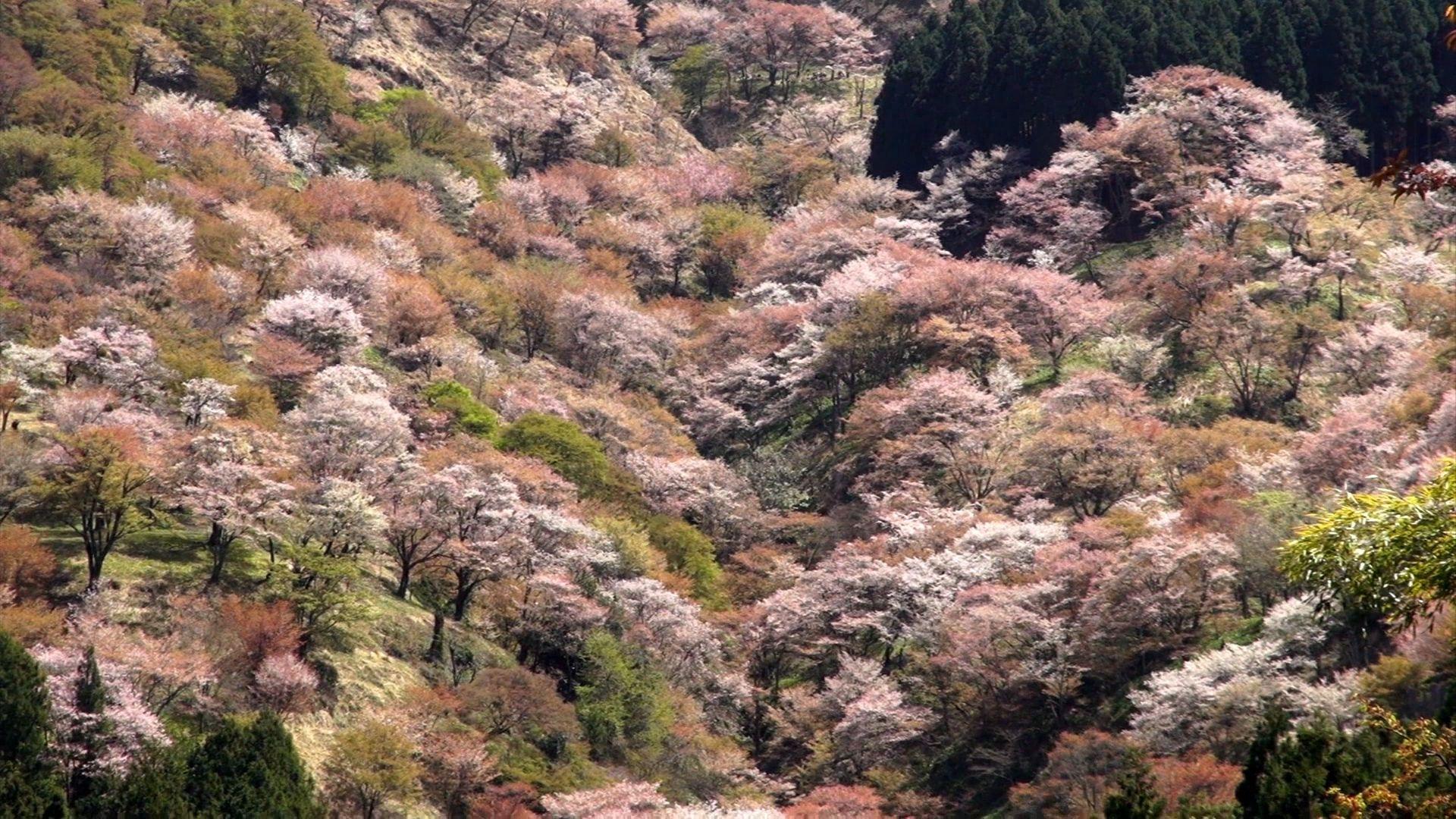 1920x1080 Mount Yoshino: Explore Japan's Best Cherry Blossom Spot