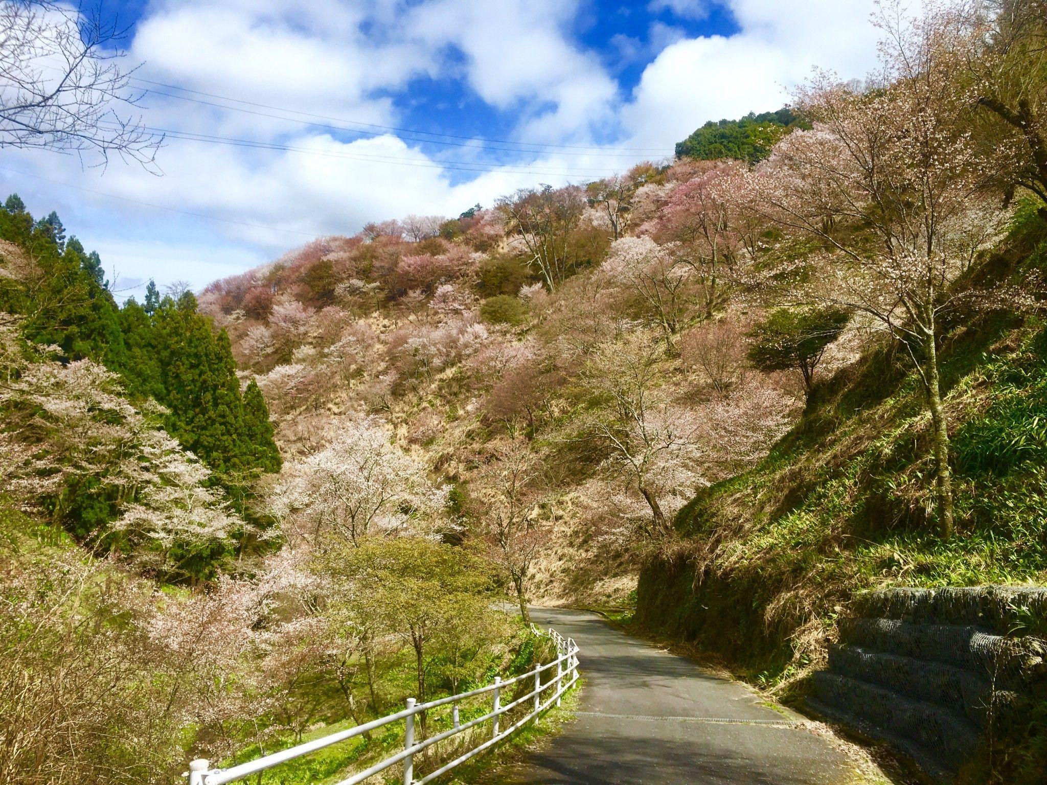 2048x1536 Mount Yoshino, a famous site for hiking and cherry blossoms