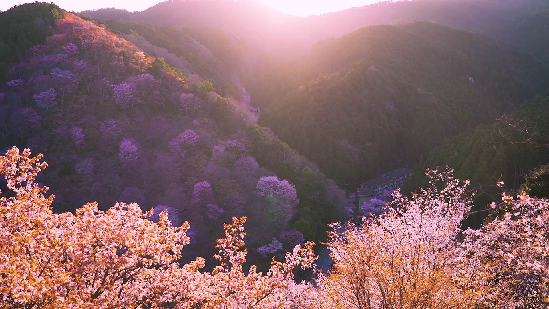 1920x1080 Seven Fabulous Cherry Blossom Spots, Accessible from Osaka by Train!. GOOD LUCK TRIP