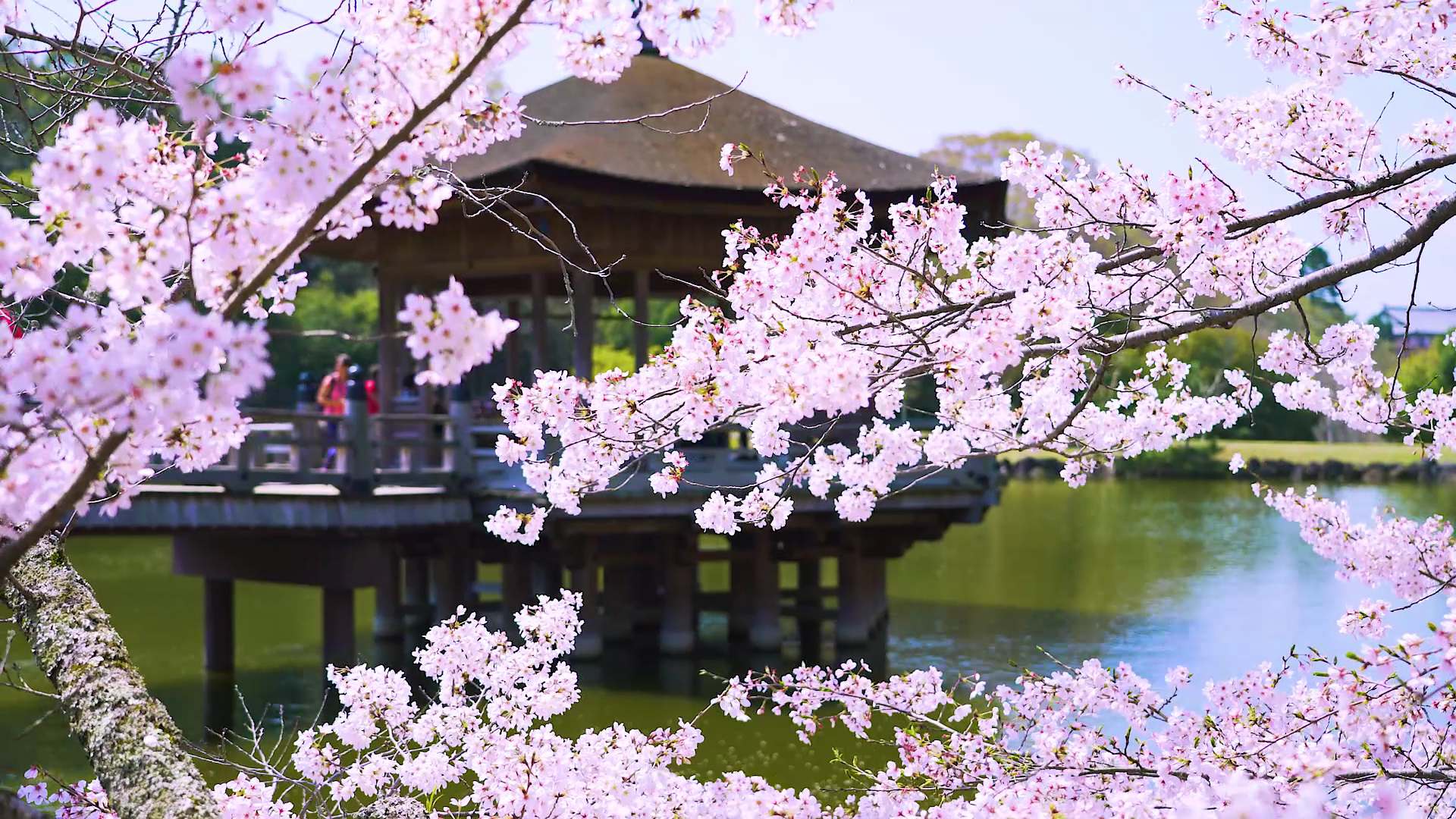 1920x1080 Seven Fabulous Cherry Blossom Spots, Accessible from Osaka by Train!. GOOD LUCK TRIP