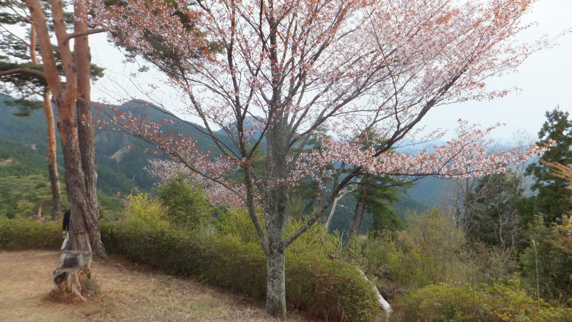 1920x1080 Mount Yoshino In 2014 4 19 No