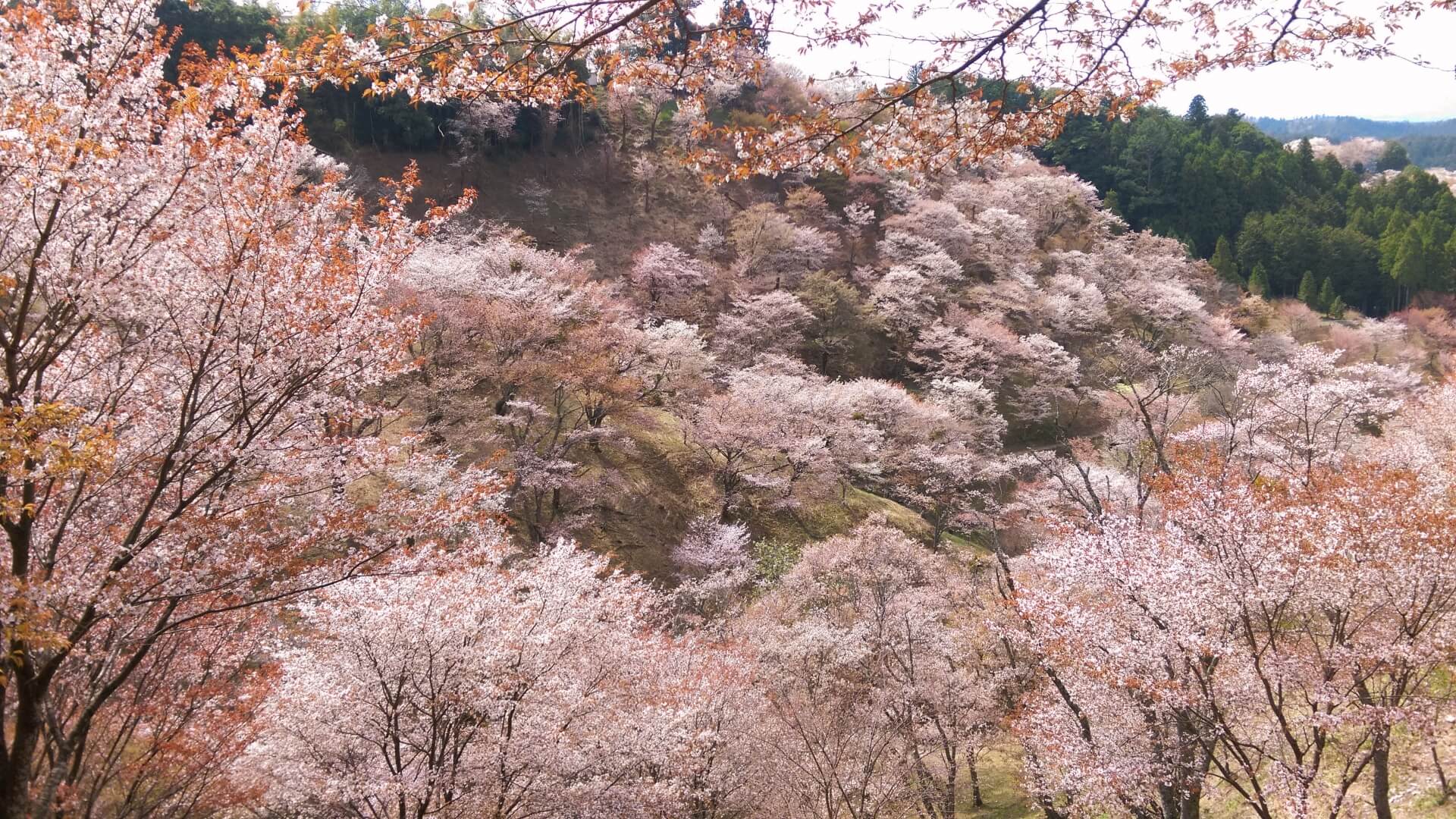 1920x1080 Your 2019 Cherry Blossom Viewing Guide