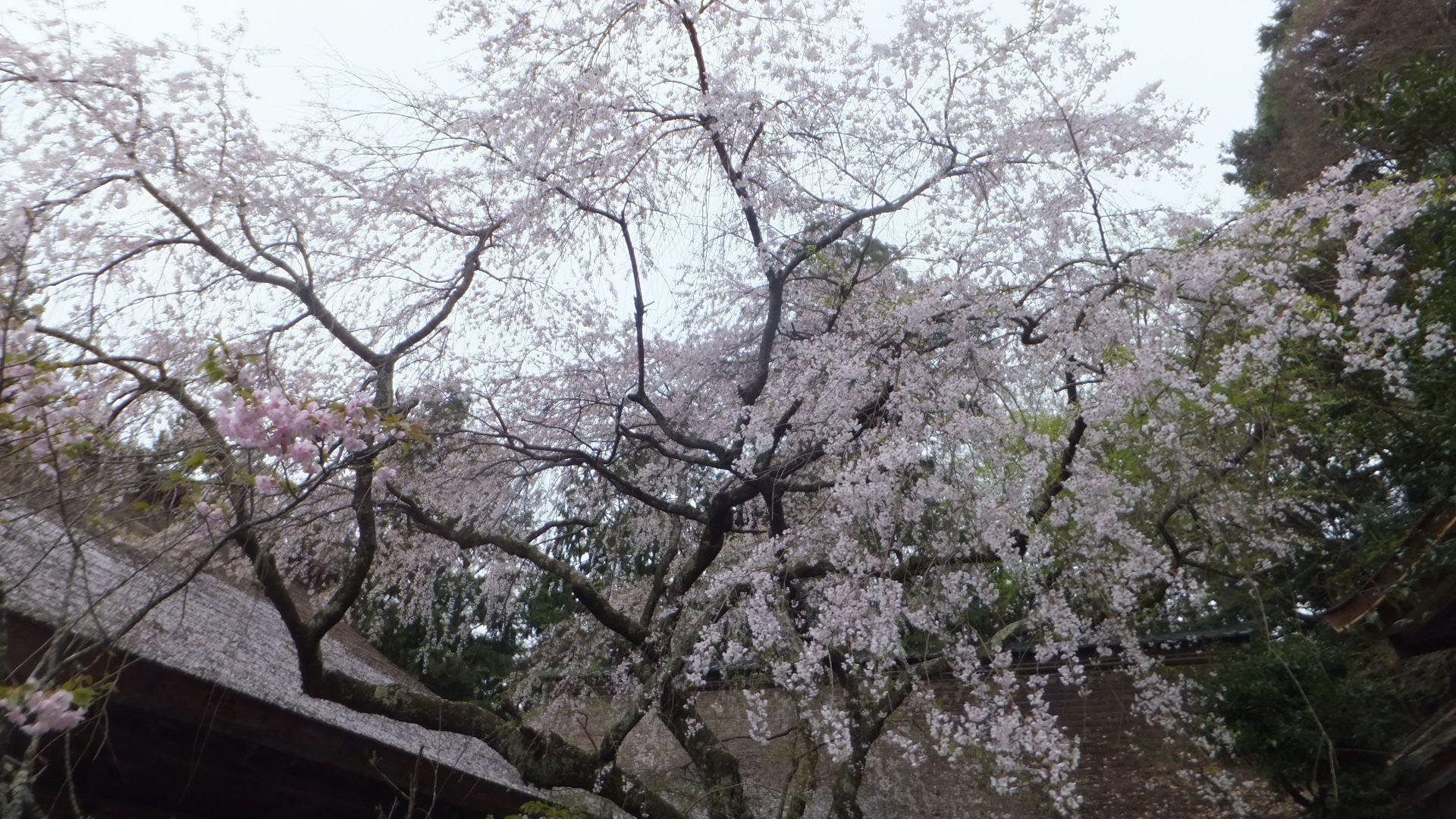 1920x1080 Mount Yoshino In 2014 4 19 No