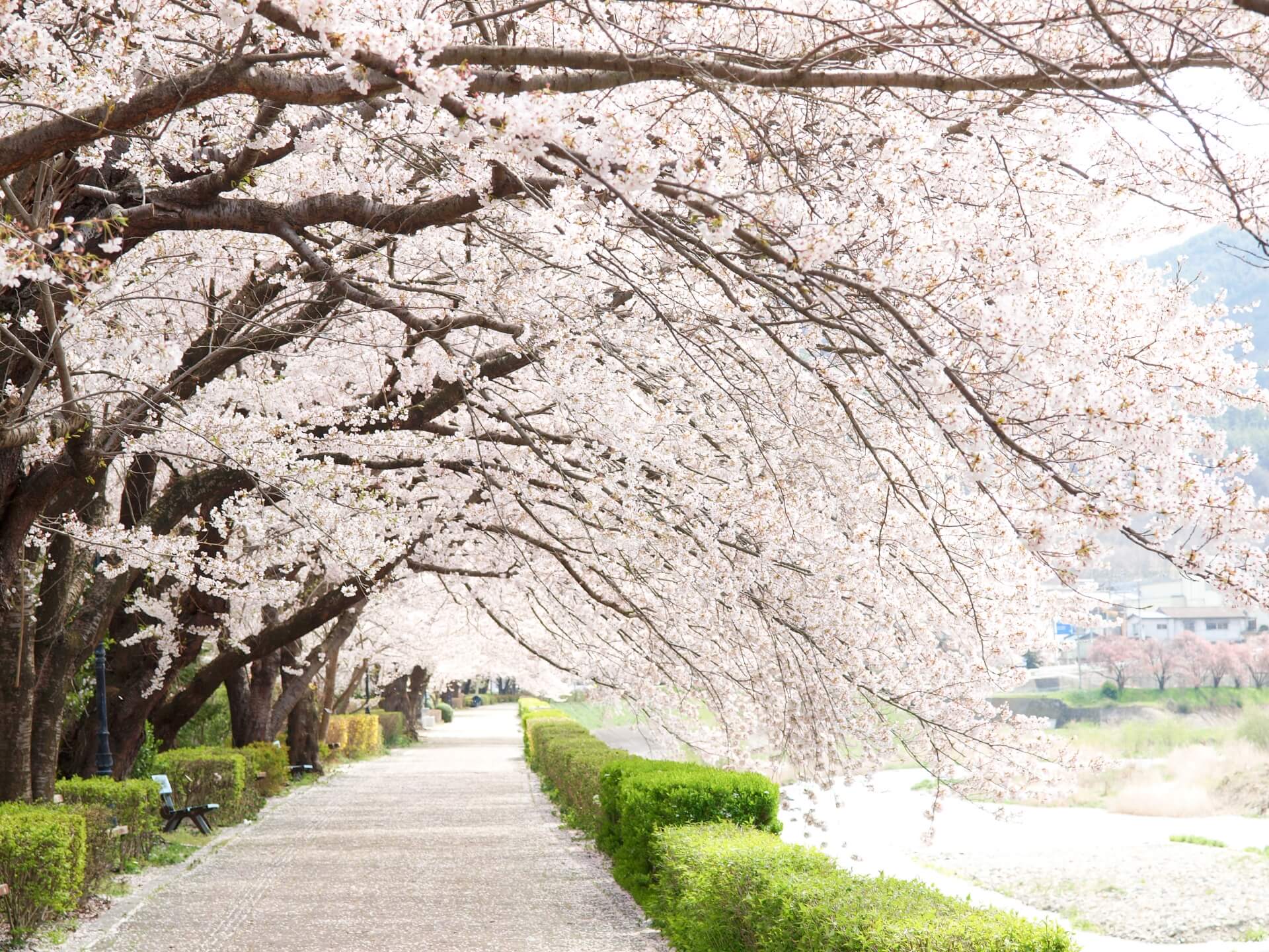 1920x1440 Your 2019 Cherry Blossom Viewing Guide