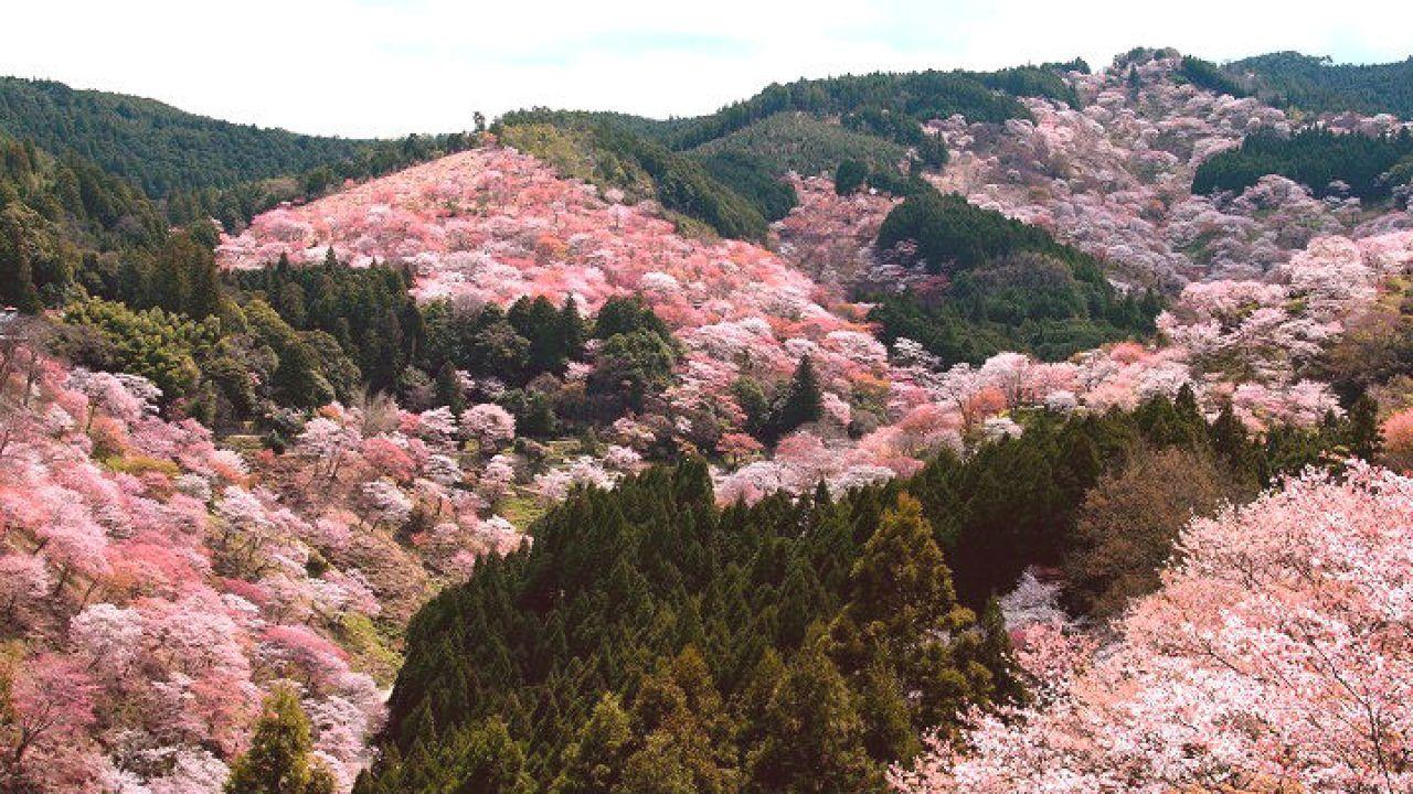 1280x720 Mont Yoshino (japon) : 30 000 cerisiers en fleurs