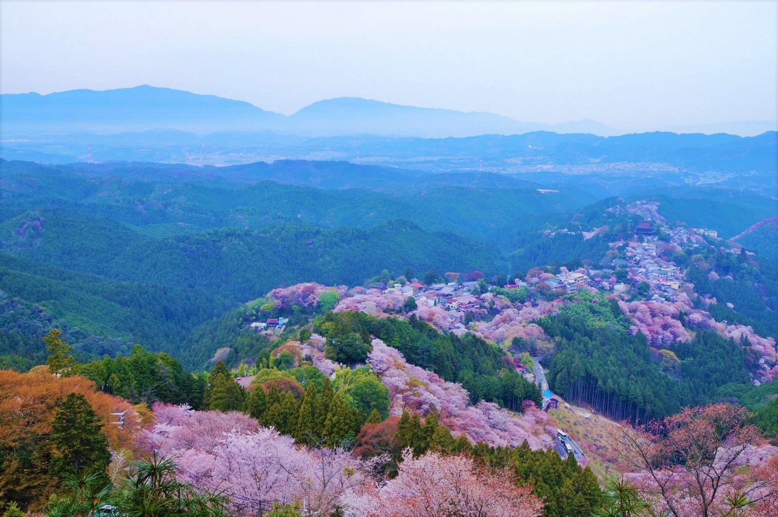 1600x1063 Mount Yoshino Cherry Blossoms Web Magazine