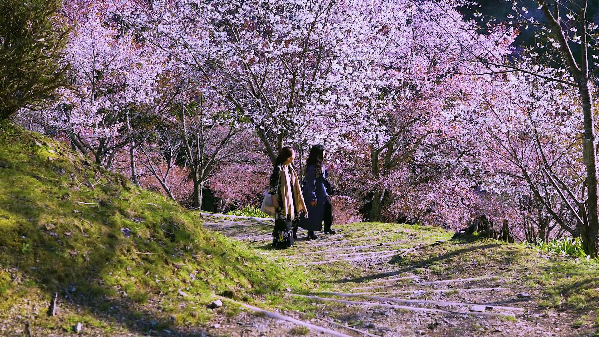 1920x1080 Seven Fabulous Cherry Blossom Spots, Accessible from Osaka by Train!. GOOD LUCK TRIP