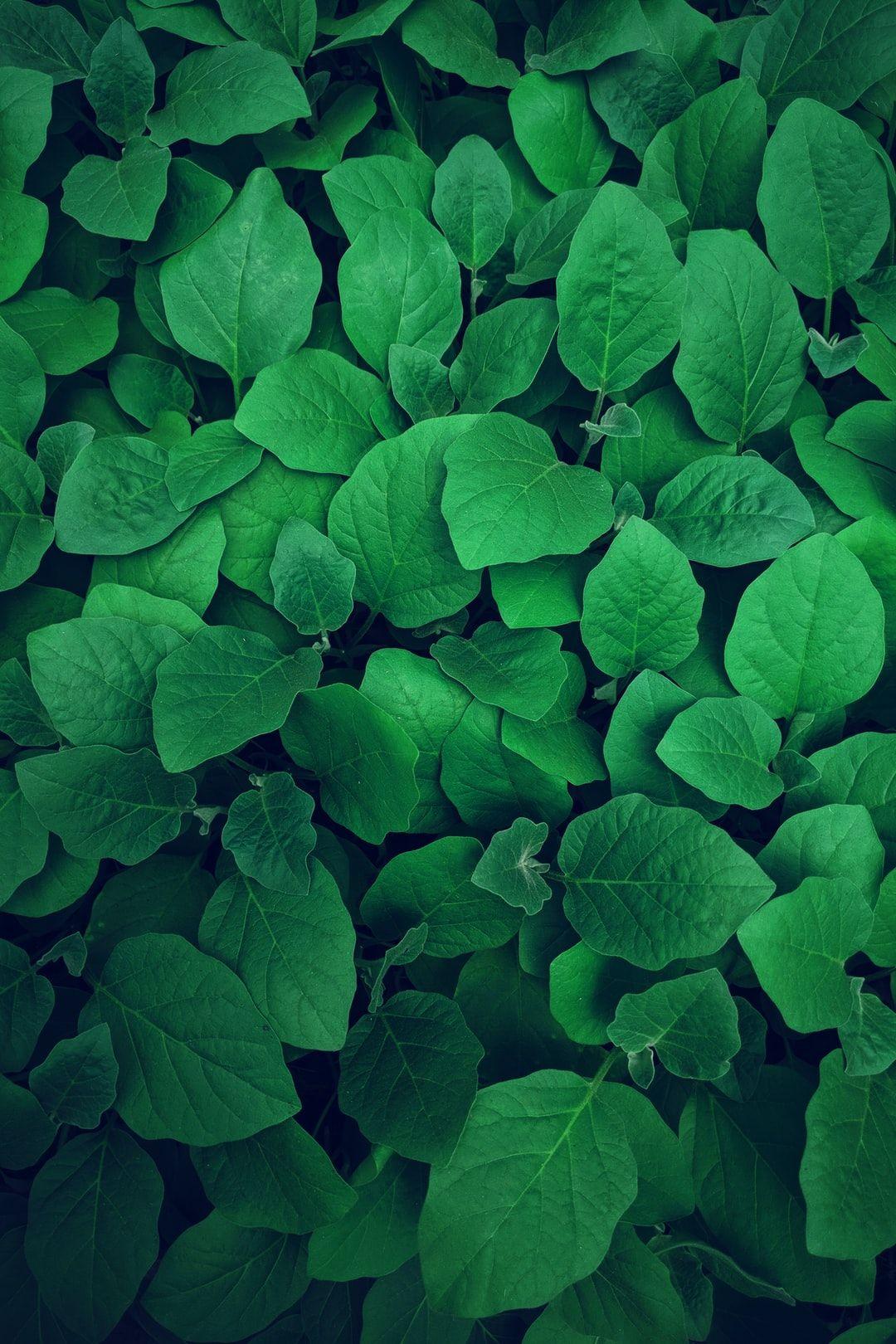 1080x1620 Green Wallpaper: Free HD Download [HQ]
