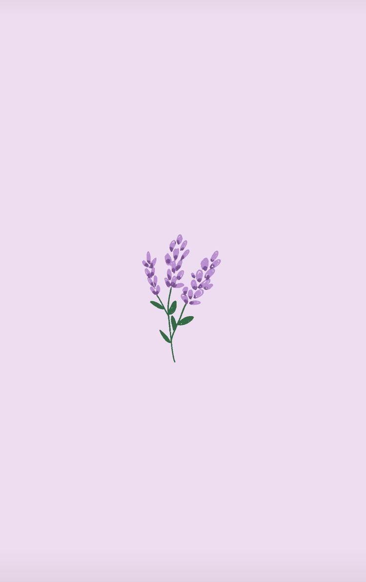 Minimalist Lavender Flowers Wallpapers - Top Free Minimalist Lavender Flowers Backgrounds